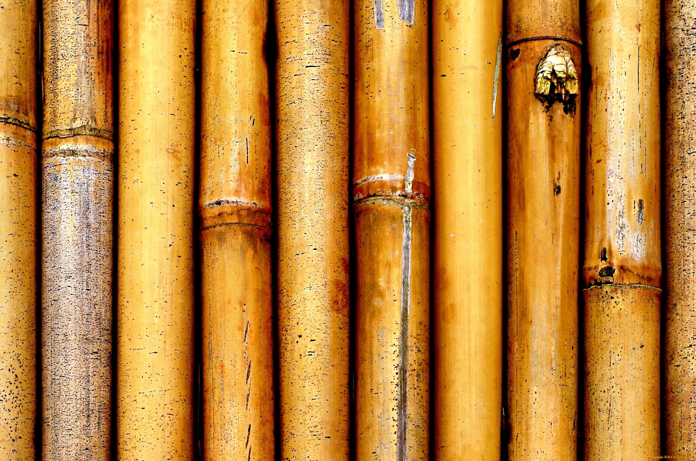 Бамбук, текстура бамбука, bamboo texture, фото, фон