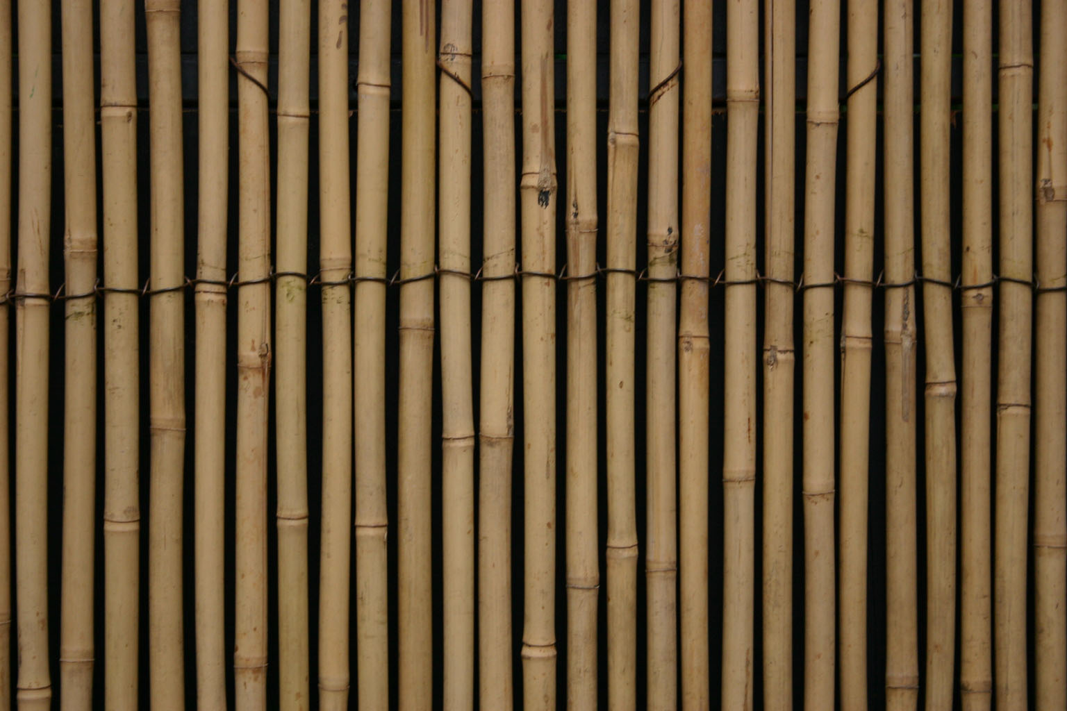 Бамбук, текстура бамбука, bamboo texture, фото, фон