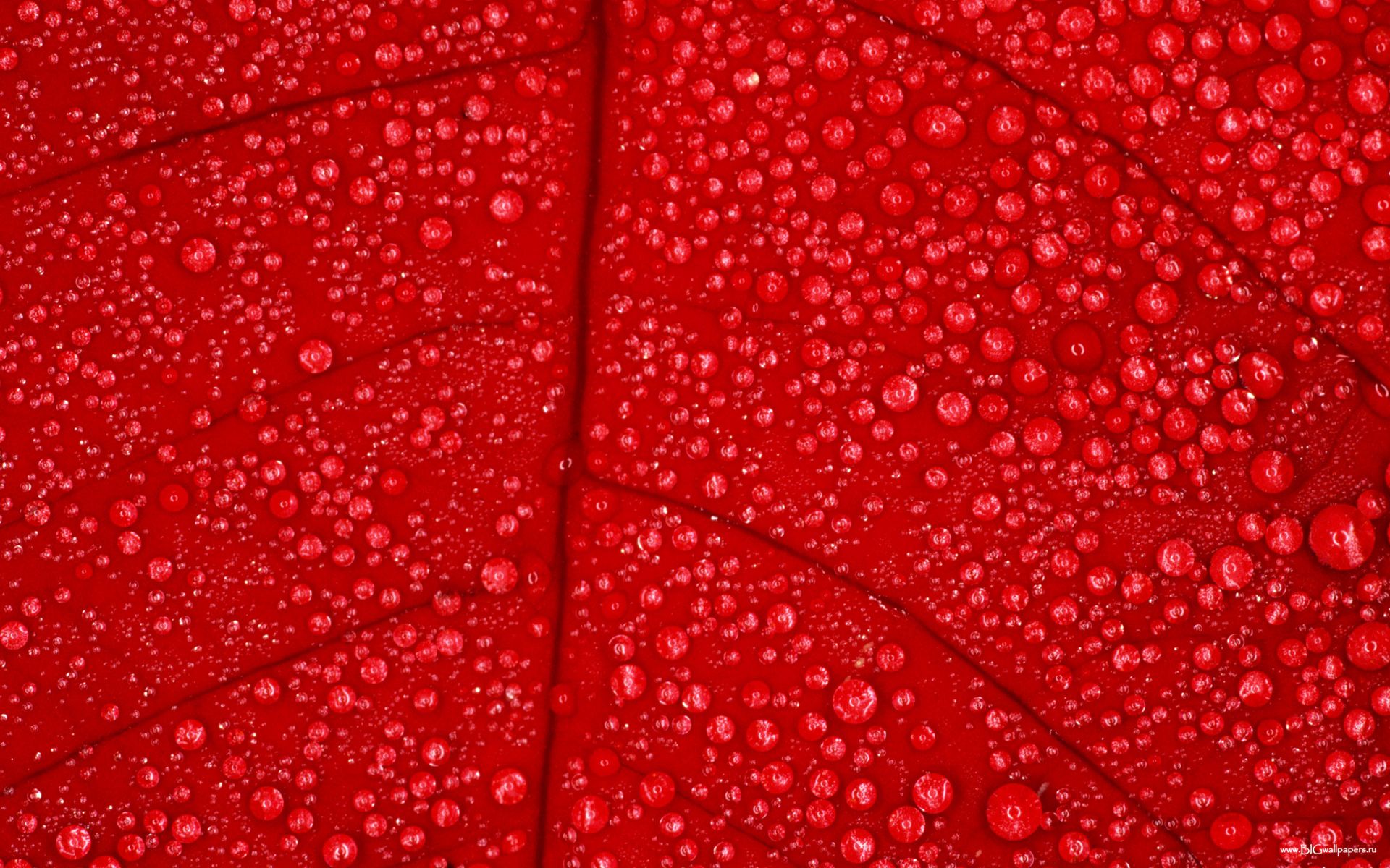 капли воды на красном листе, красный лист дерева, water drops texture, текстура