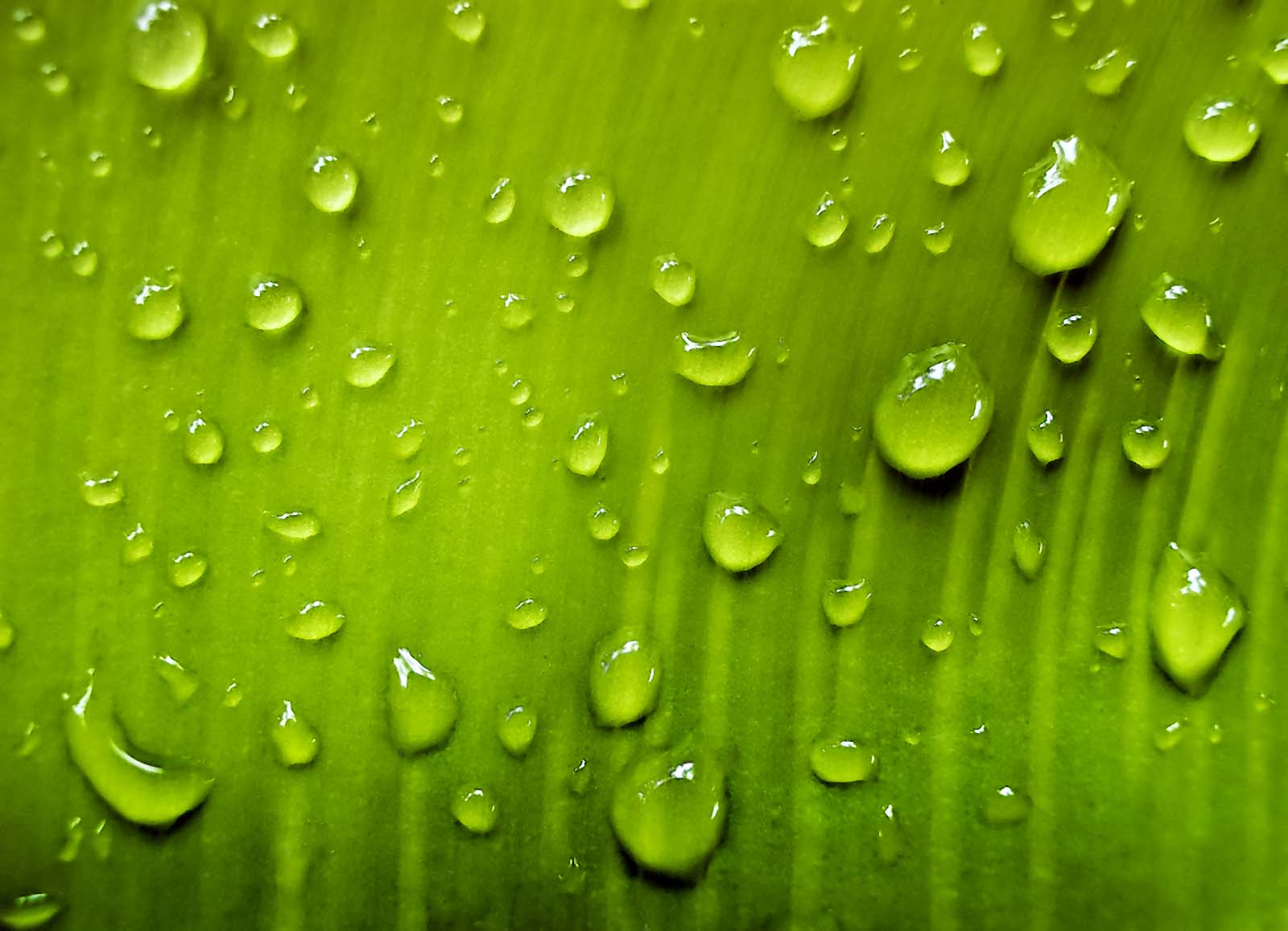 капли воды на зеленом листике, лист зеленый, water drops texture, текстура