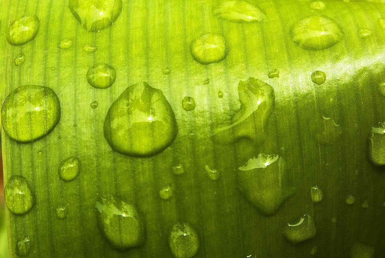 капли воды на зеленом листике, лист зеленый, water drops texture, текстура