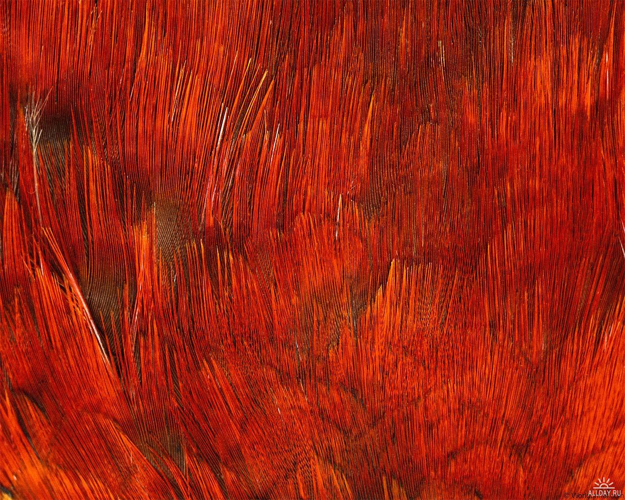 red feather texture, скачать фото, фон, красные перья, перо, текстура