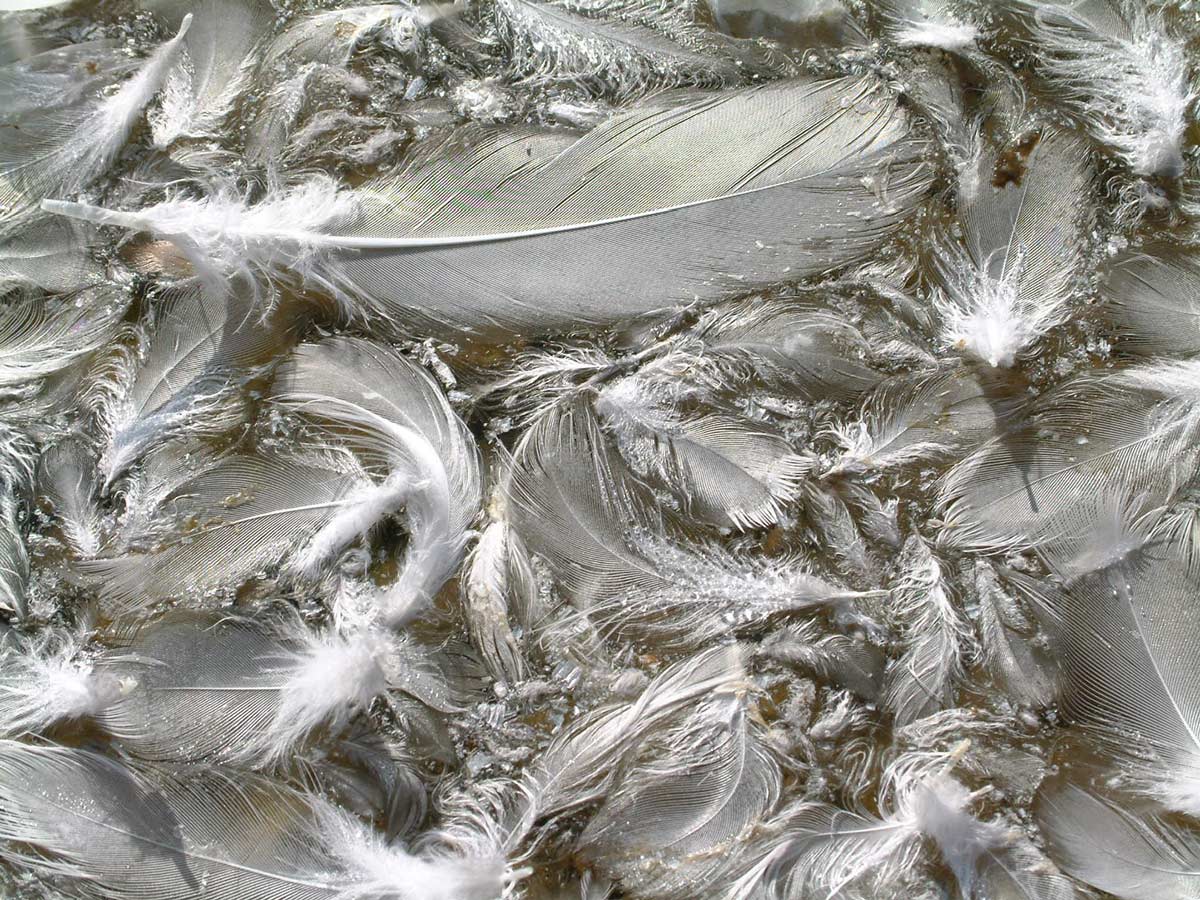 серые перья голубя, текстура пера, скачать фон, фото, изображение, gray feather background texture
