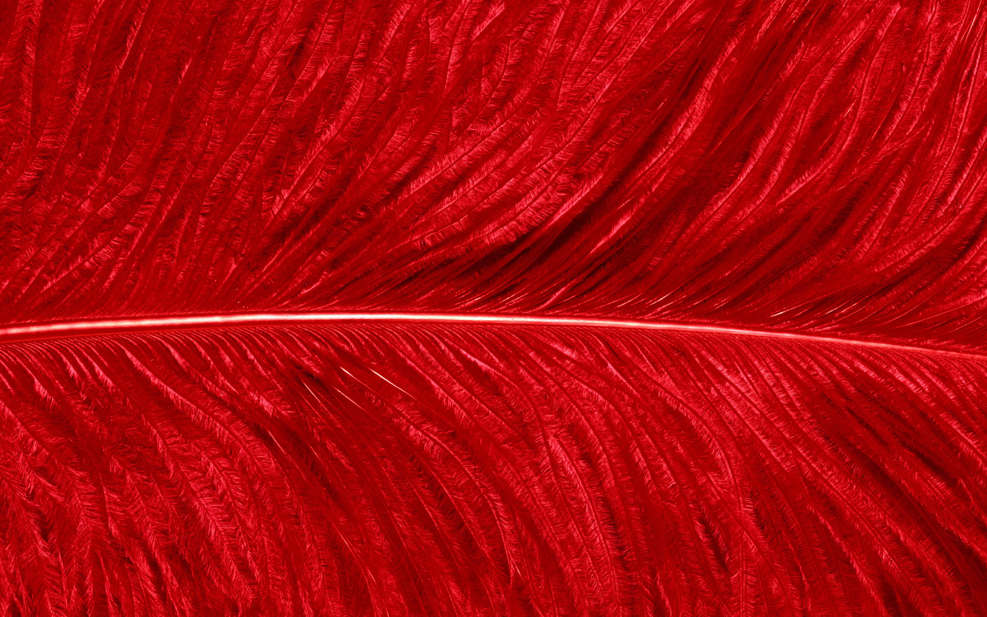 red feather texture, скачать фото, фон, красные перья, перо, текстура