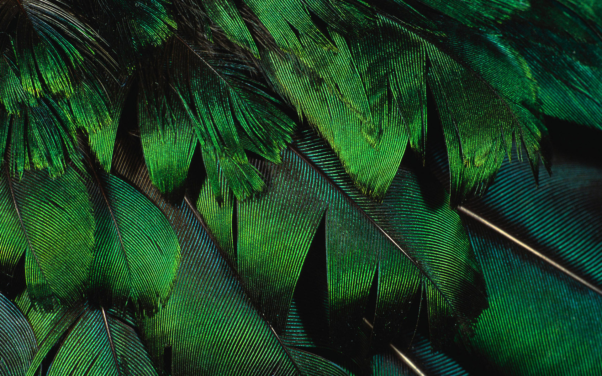 зеленые перья, текстура пера, скачать фон, фото, изображение, green feather background texture