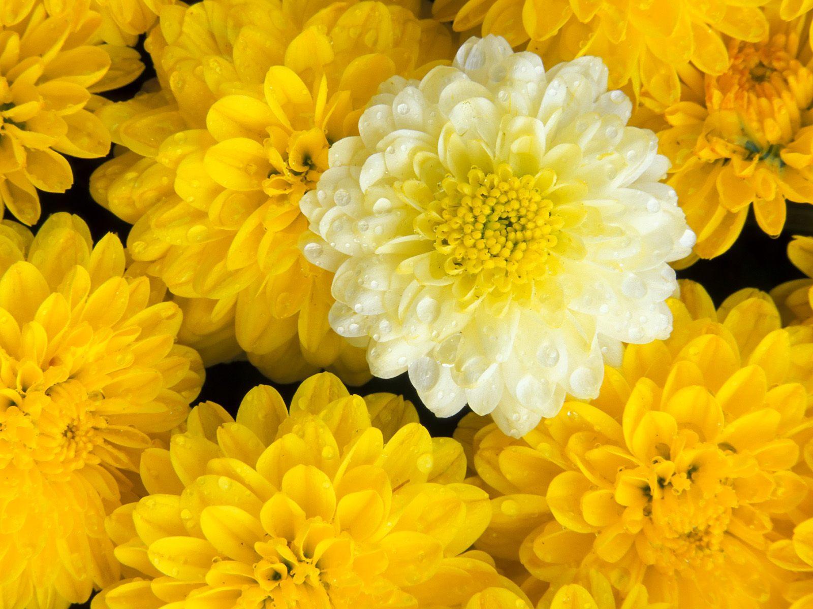желтые цветы, текстура, цветы, цветочный фон, flower texture