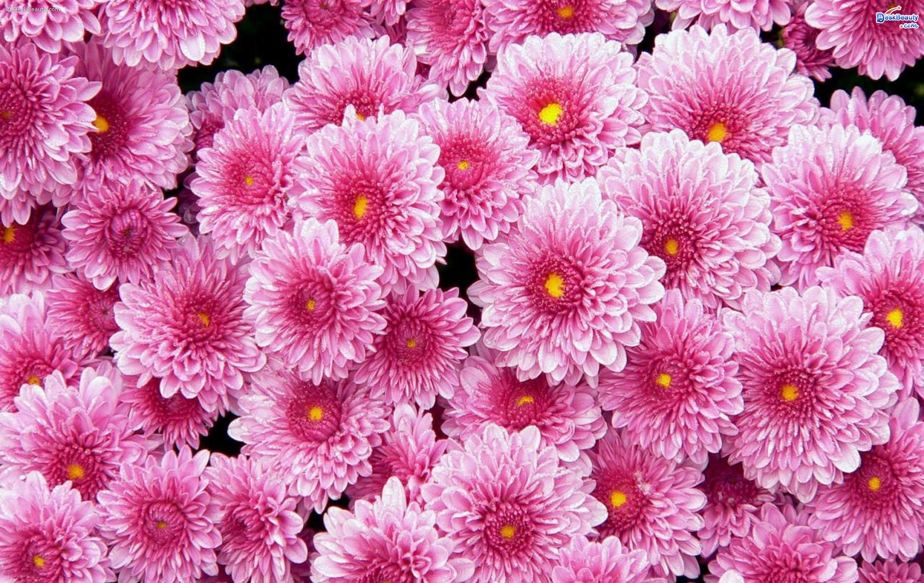 texture, flowers, flower background, flower texture