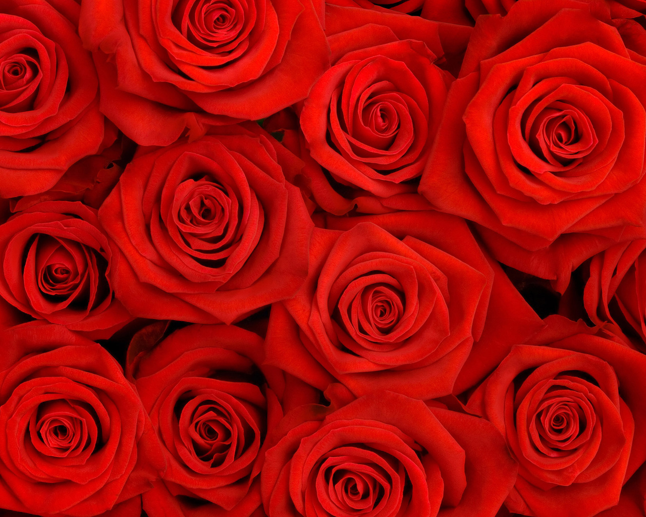 красные розы, текстура, цветы, цветочный фон, flower texture