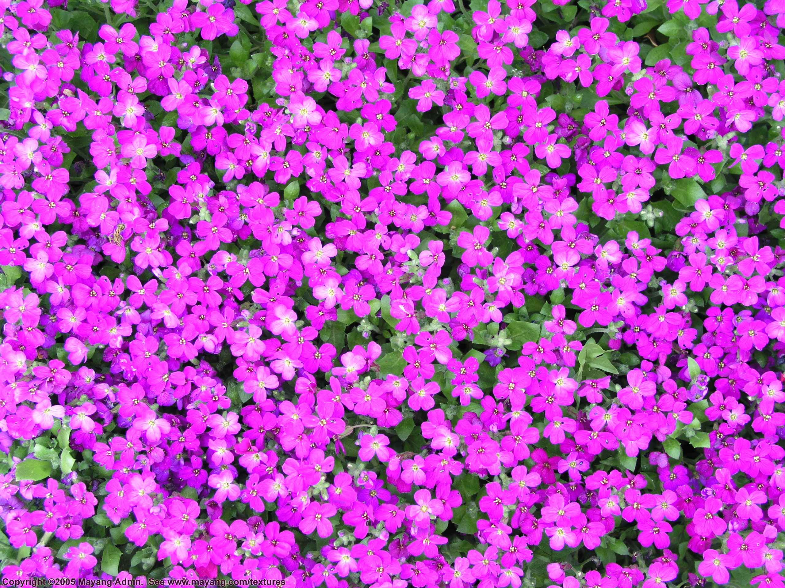 Texture Flowers Flower Background Flower Texture