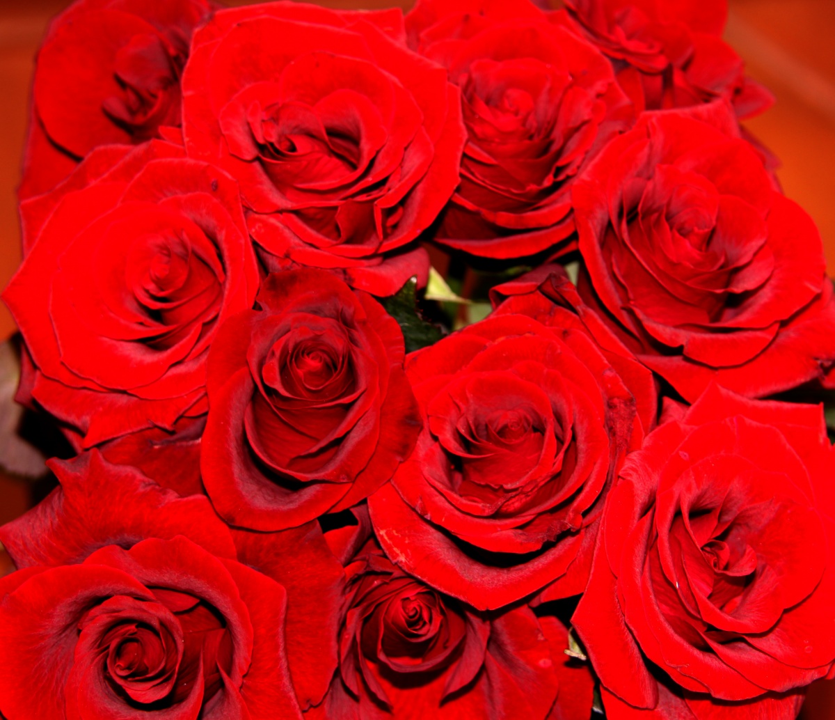 красные розы, текстура, цветы, цветочный фон, flower texture