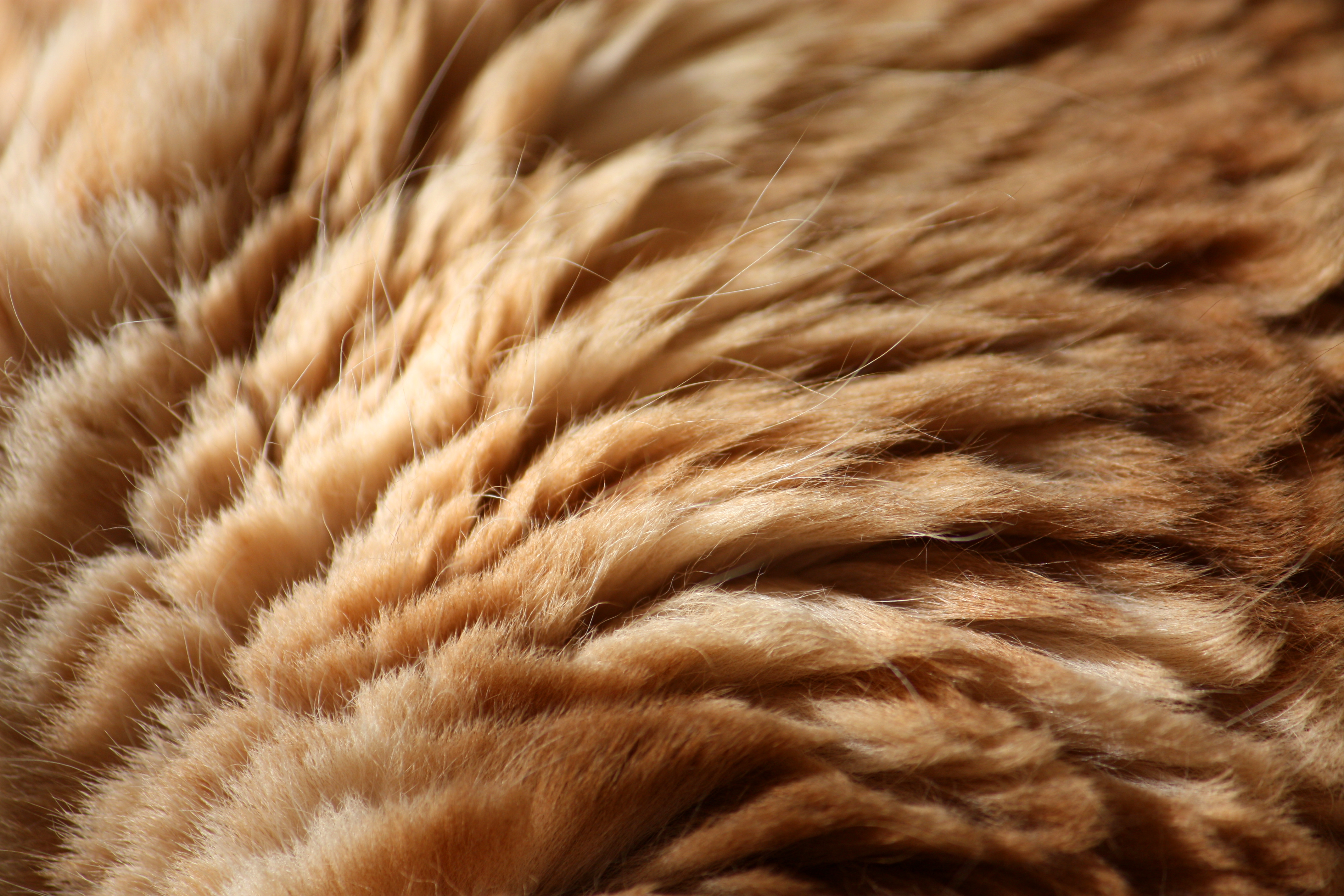  , texture fur, brown fur texture background, background