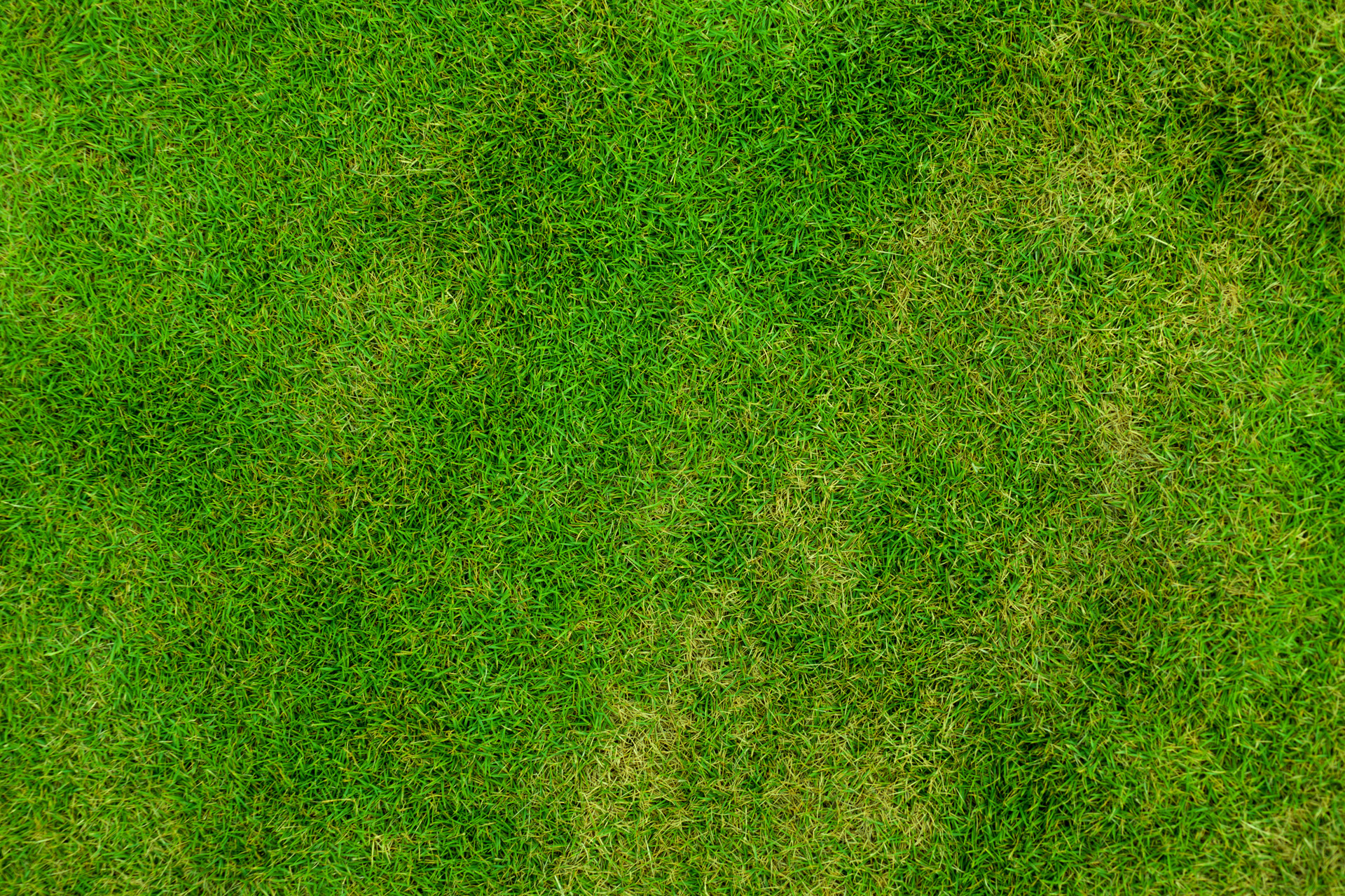 green grass texture, текстура зеленой травы, скачать фото, фон
