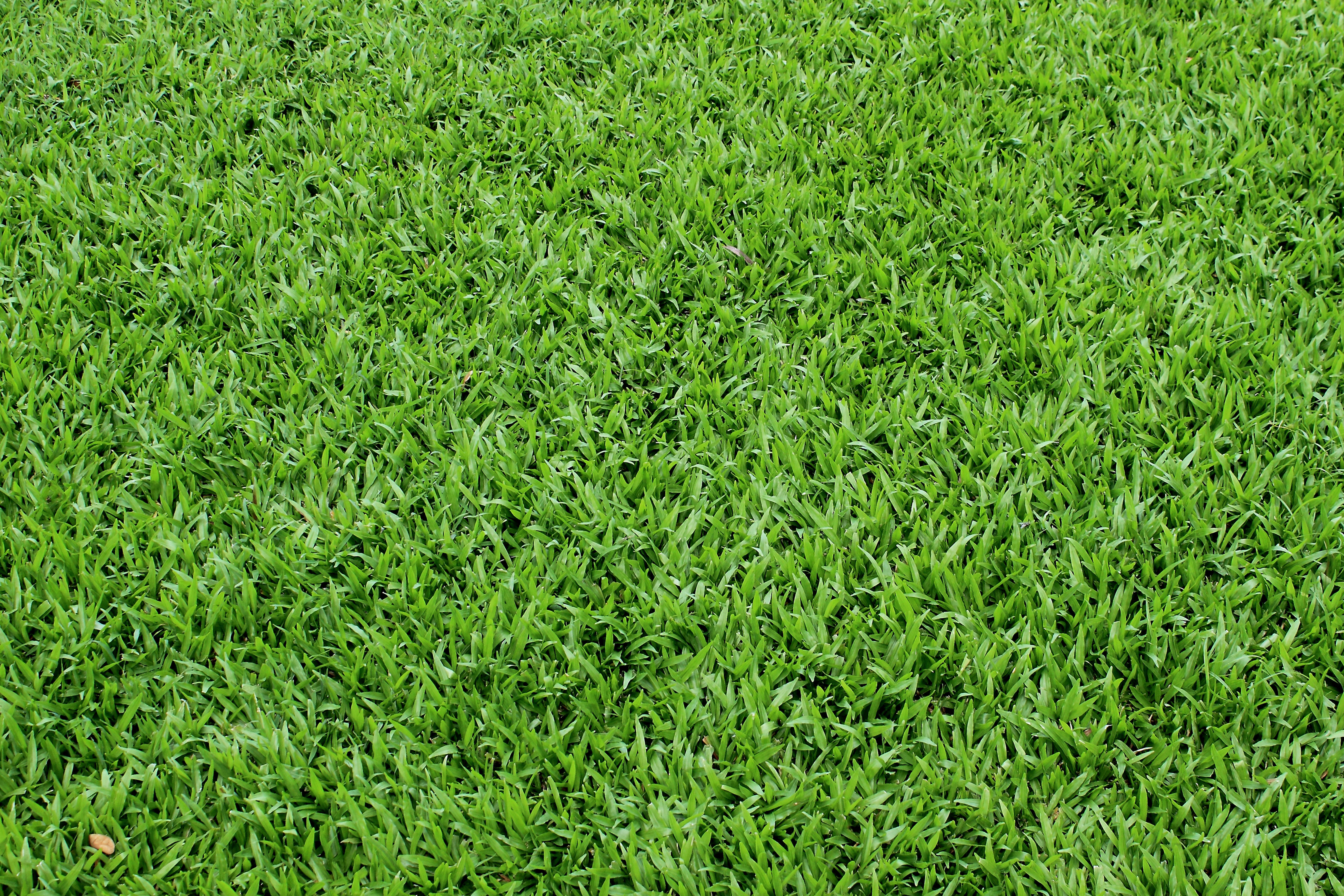 green grass texture, текстура зеленой травы, скачать фото, фон, зеленая трава
