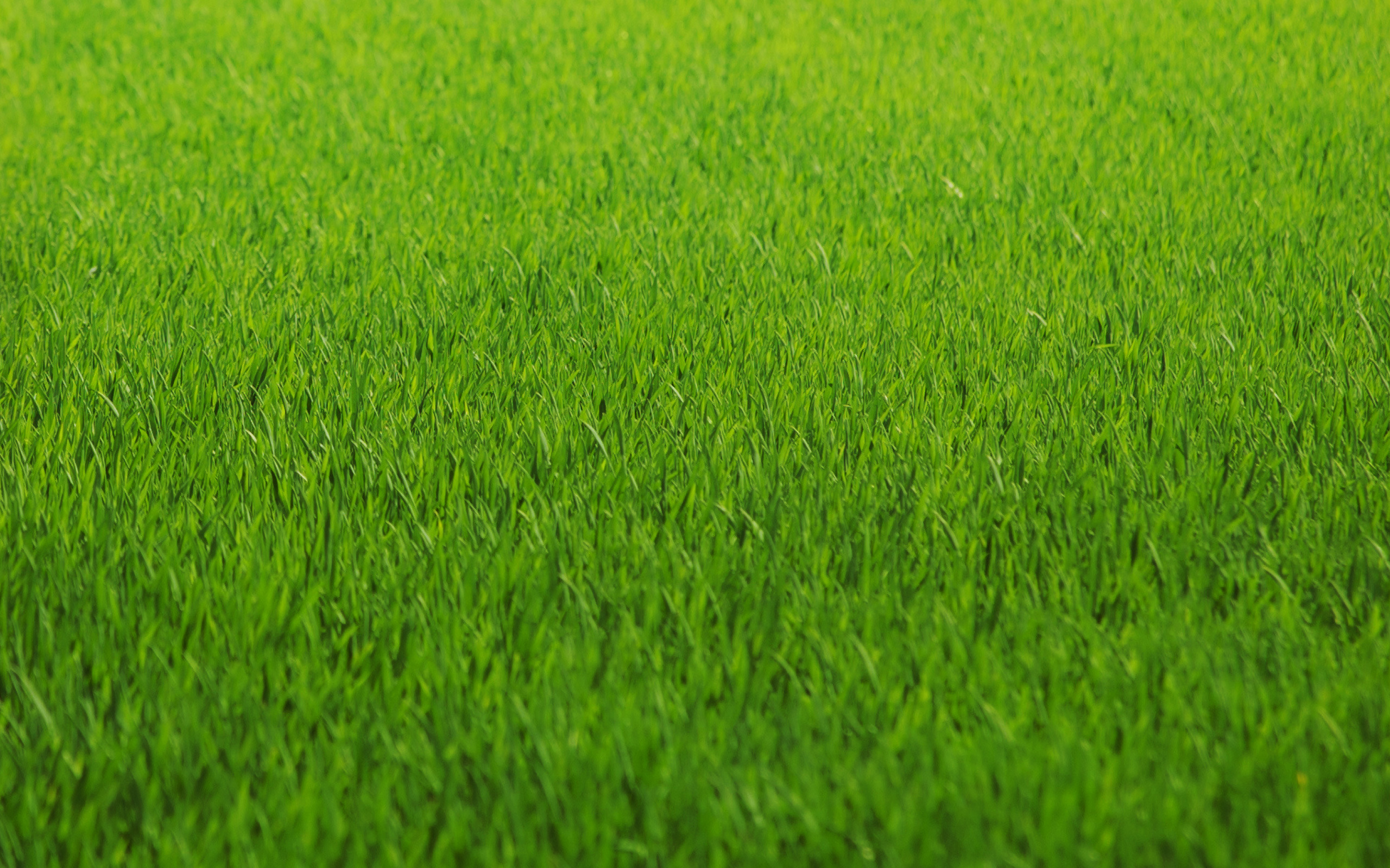 зеленая трава, фон, текстура, скачать фото, green grass texture