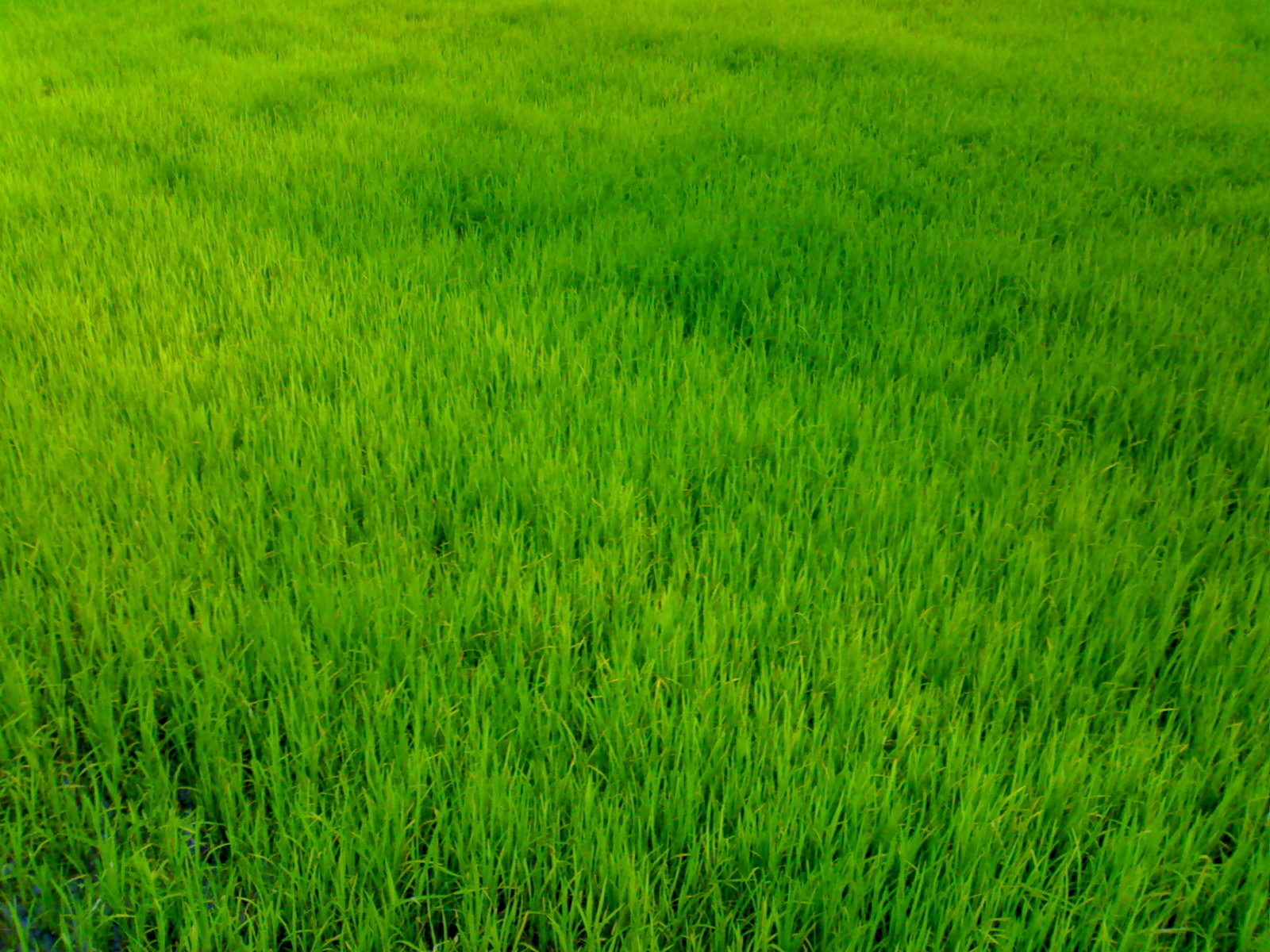 зеленая трава, фон, текстура, скачать фото, green grass texture