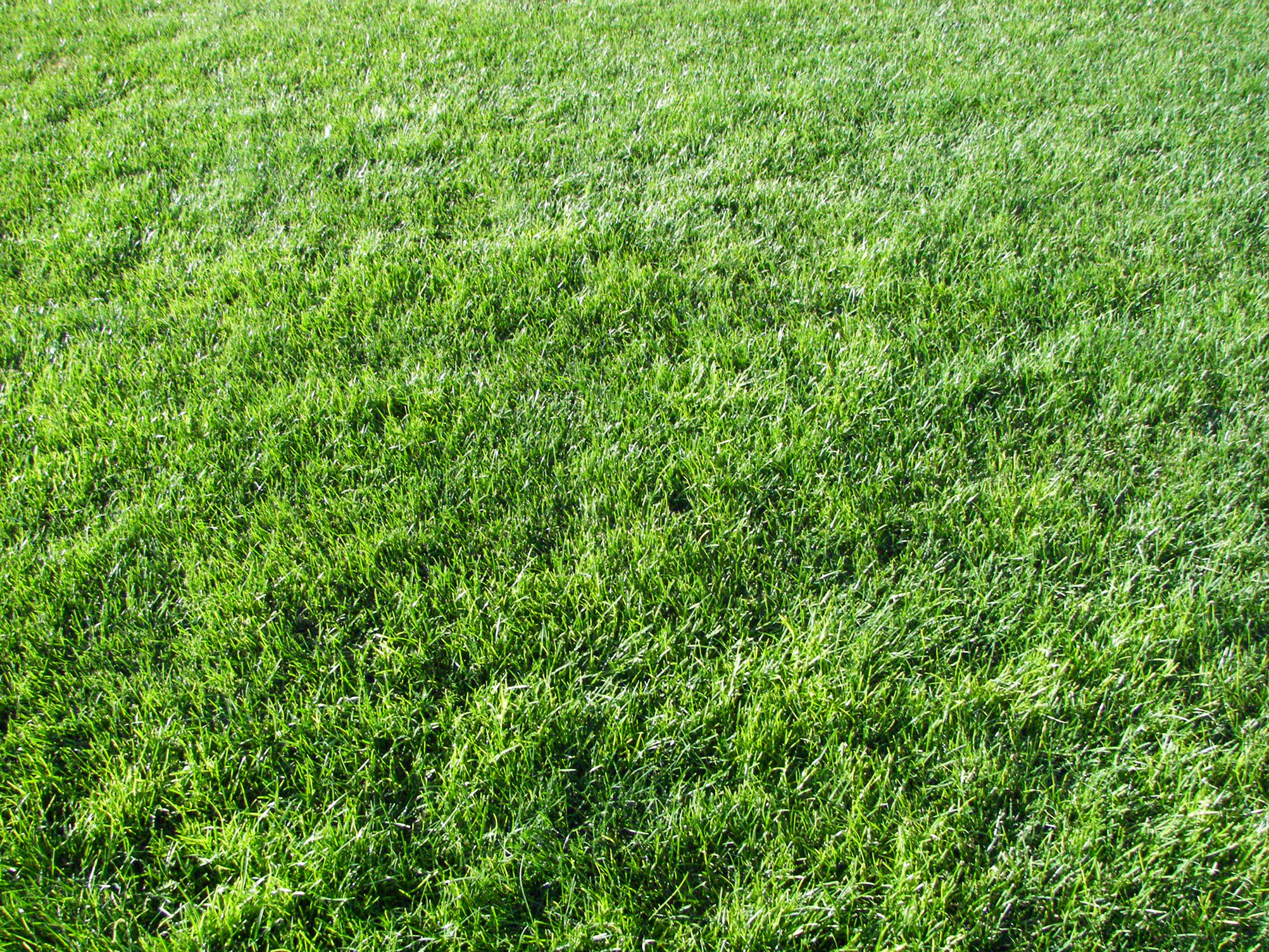 green grass, background, texture, download photo, green grass texture