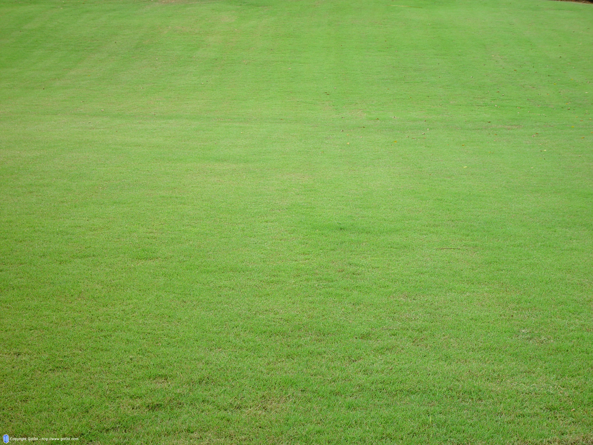 зеленая трава, фон, текстура, скачать фото, green grass texture