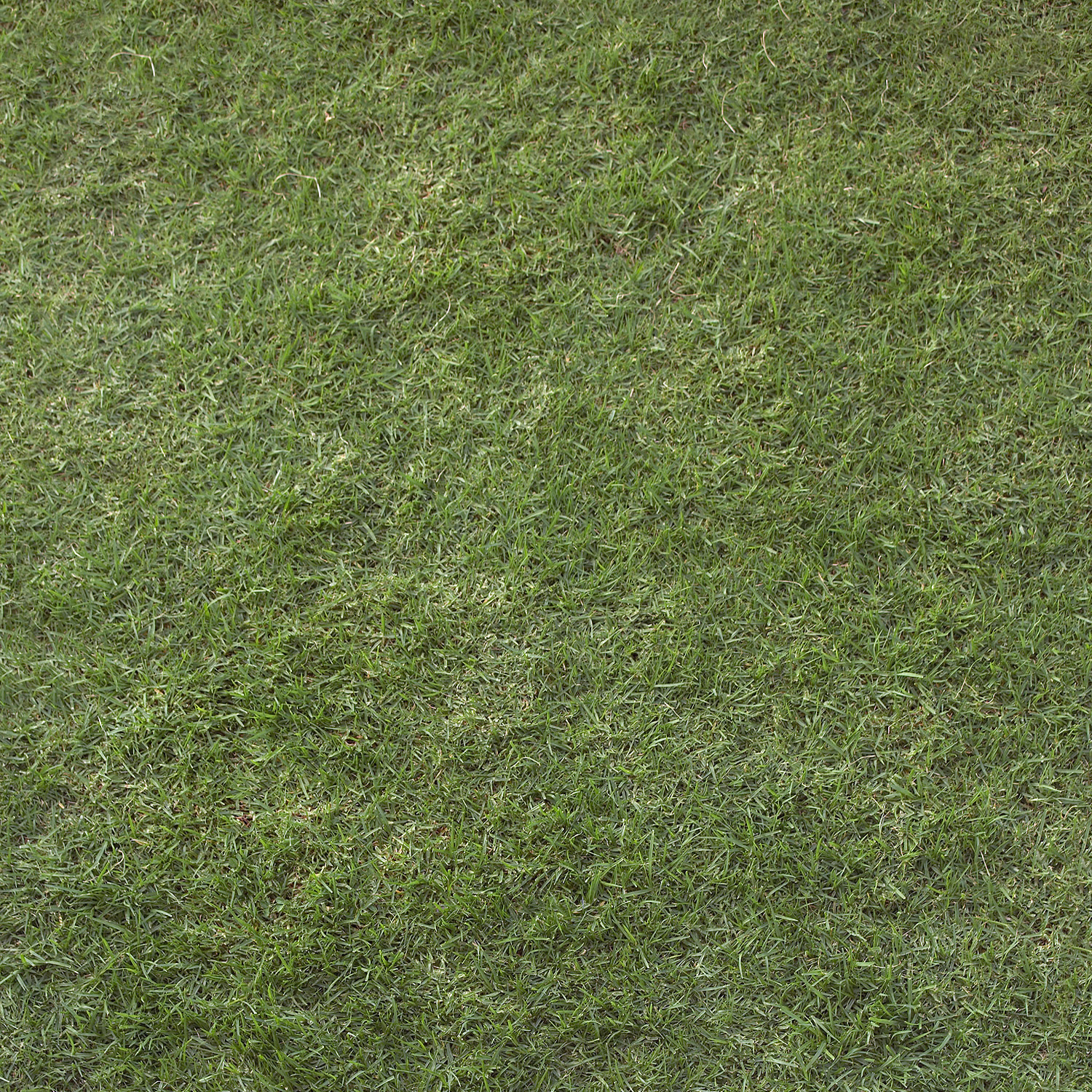 Скачать текстуру в высоком разрешении: зеленая трава, фон, текстура,  скачать фото, green grass texture