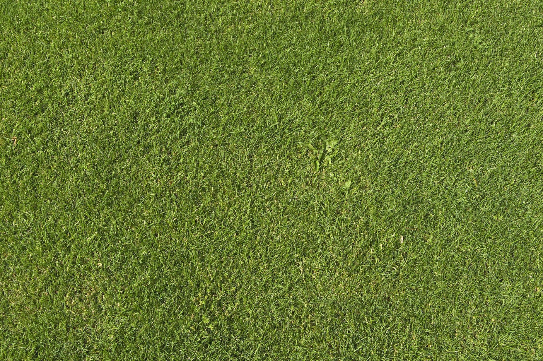 зеленоватая трава, фон, текстура, скачать фото, green grass texture
