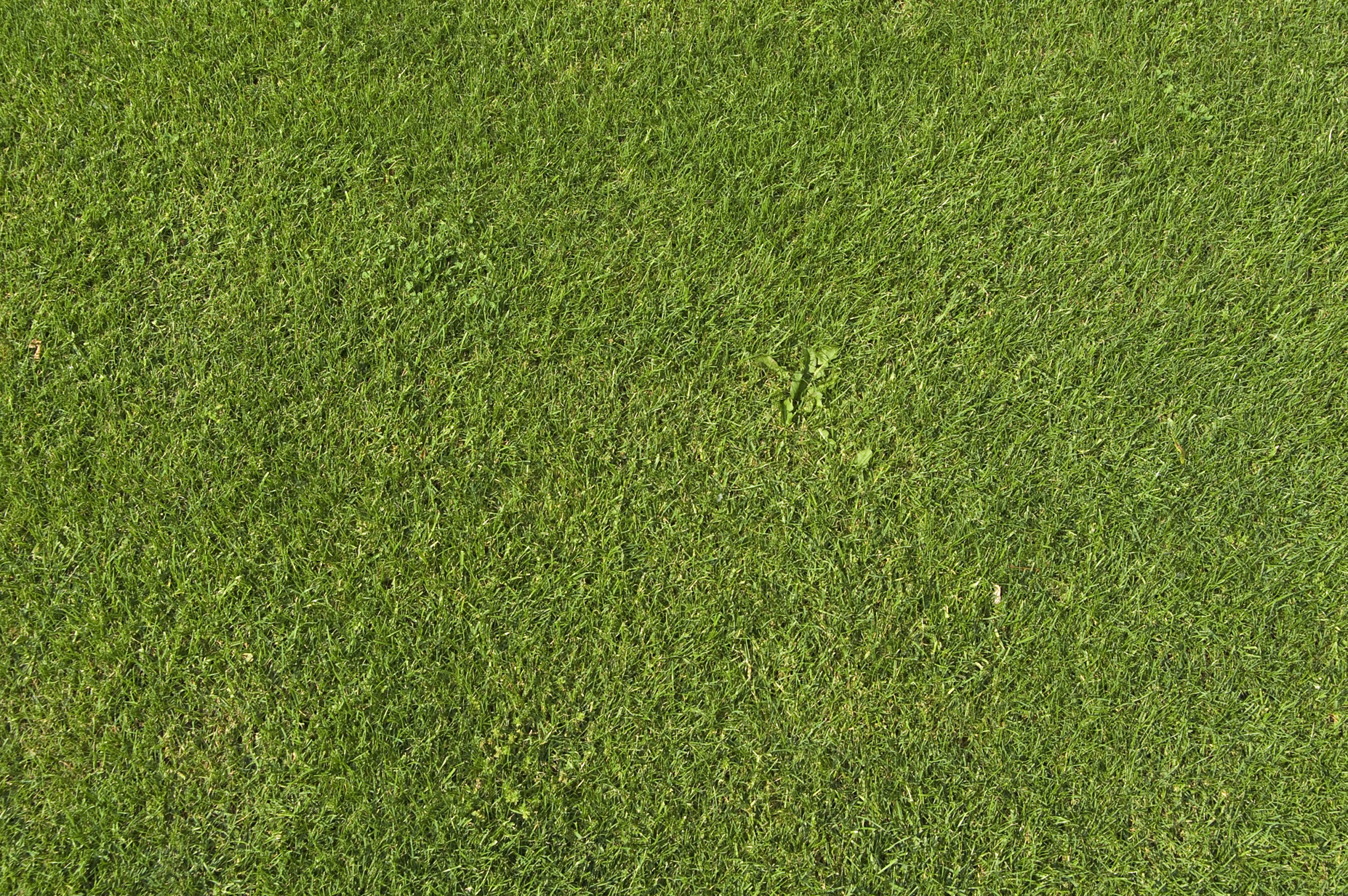 Grass Texture Hd