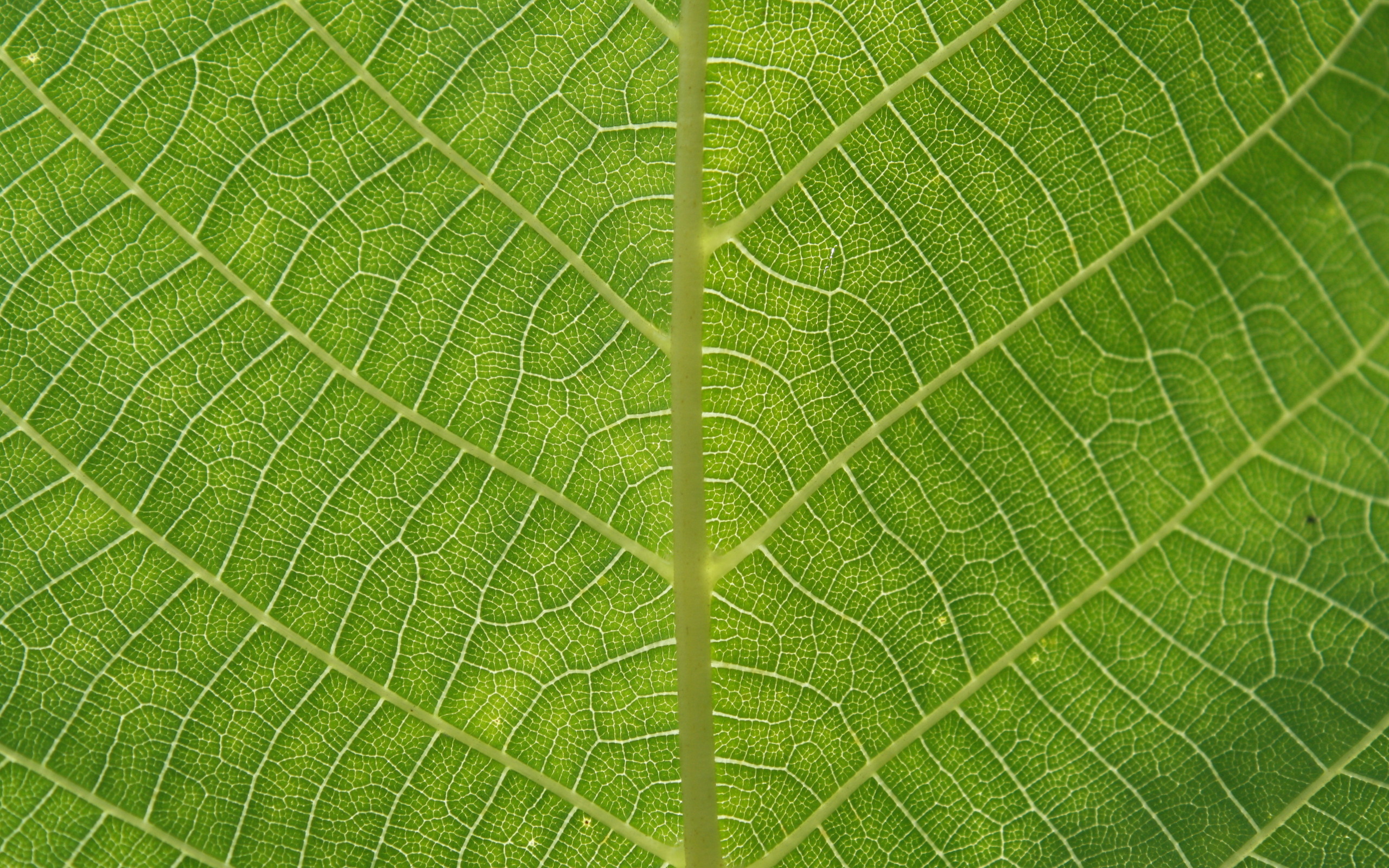 зеленый лист дерева, текстура, фон, скачать фото
