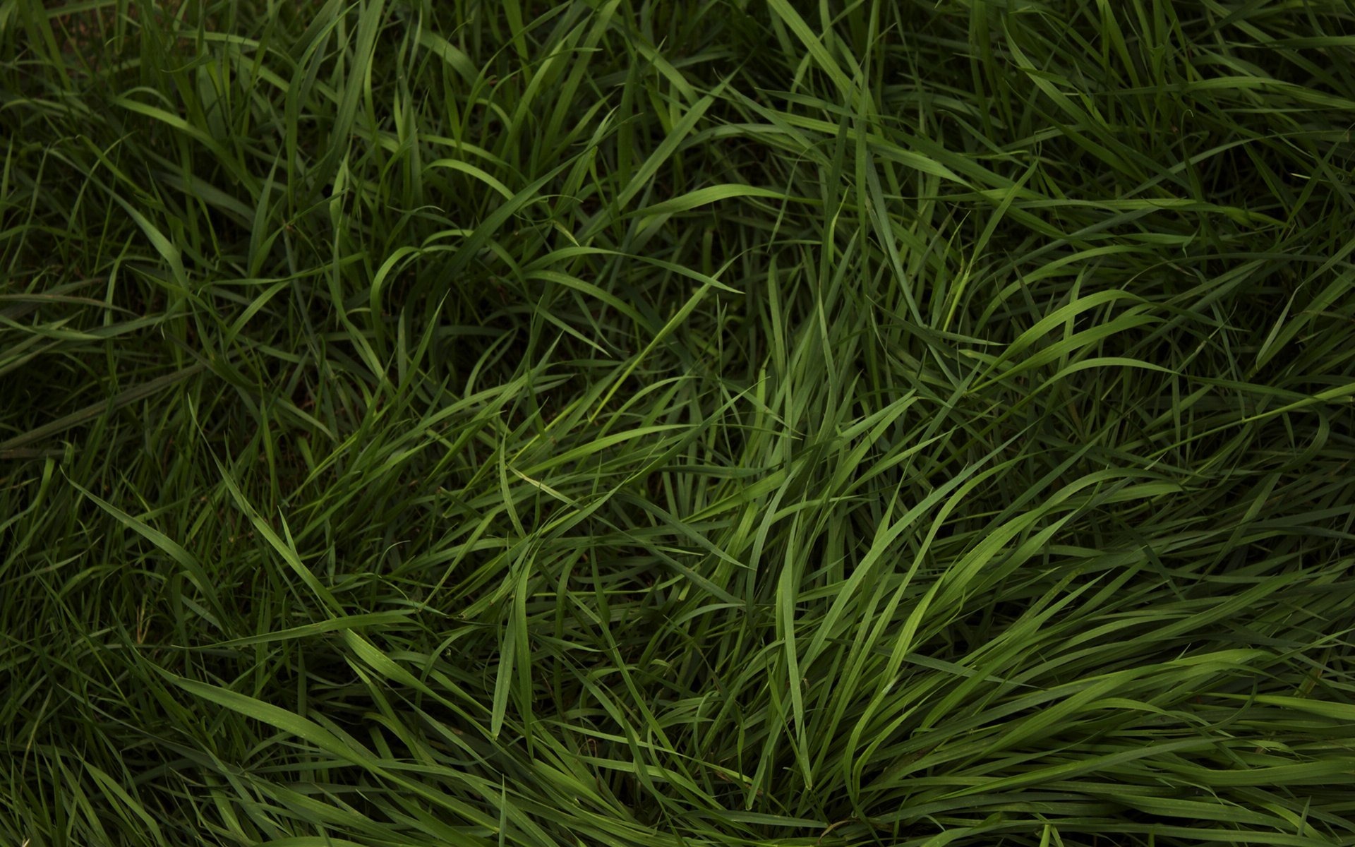 трава зеленая, текстура, фон, скачать фото