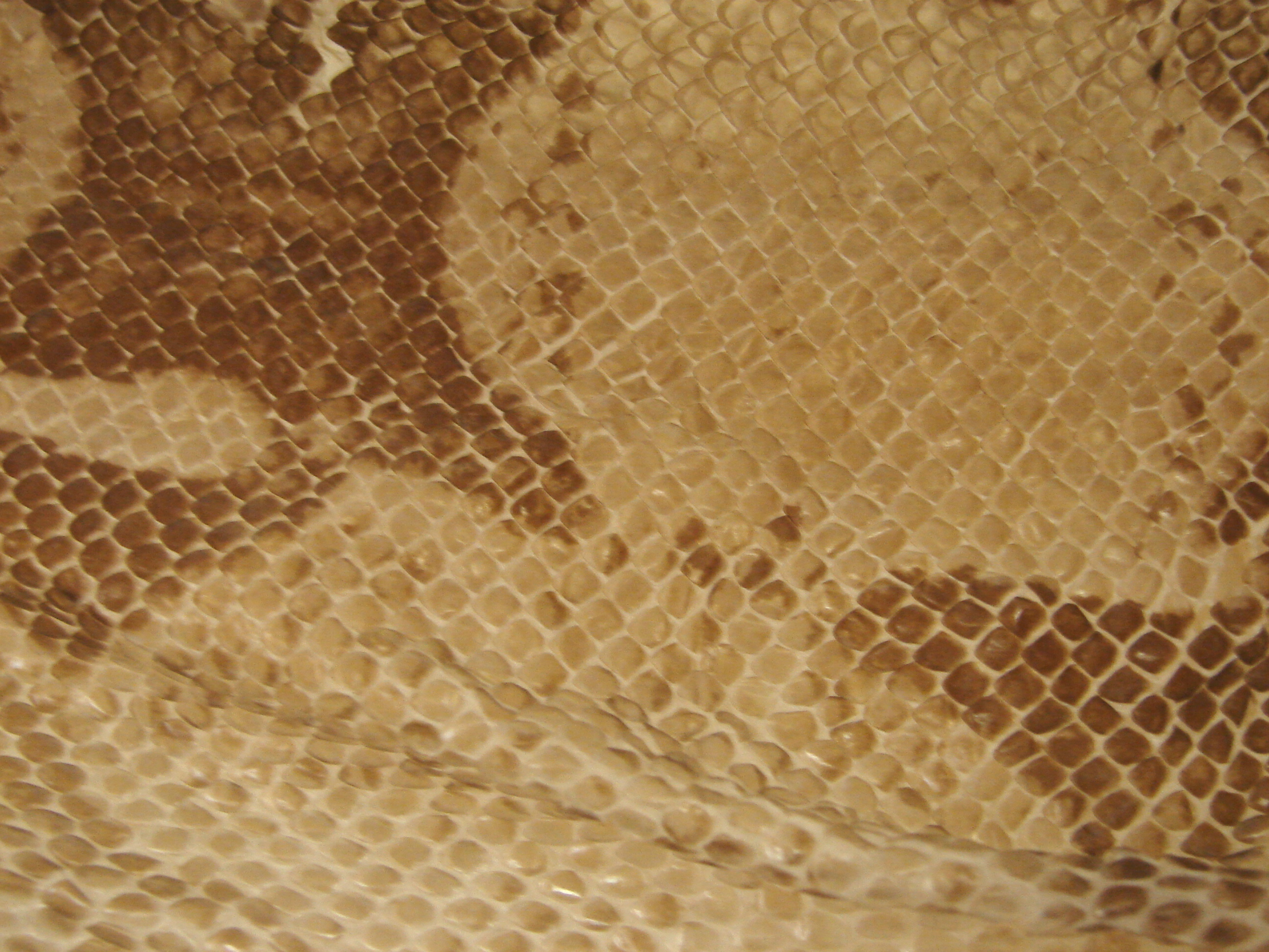 змеиная кожа текстура, фон, leather background, кожанный фон
