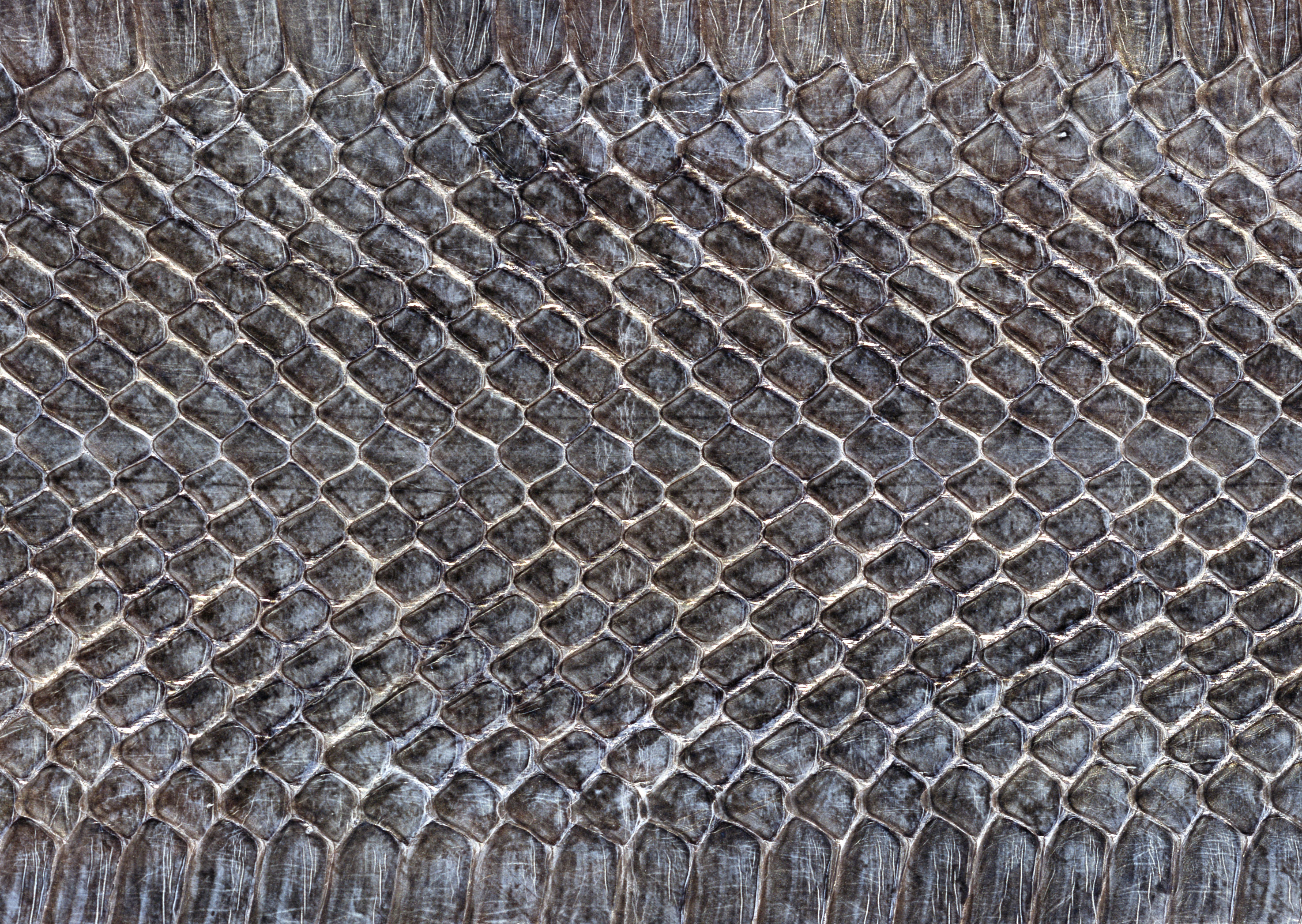 Snake leather texture background image download, snakes