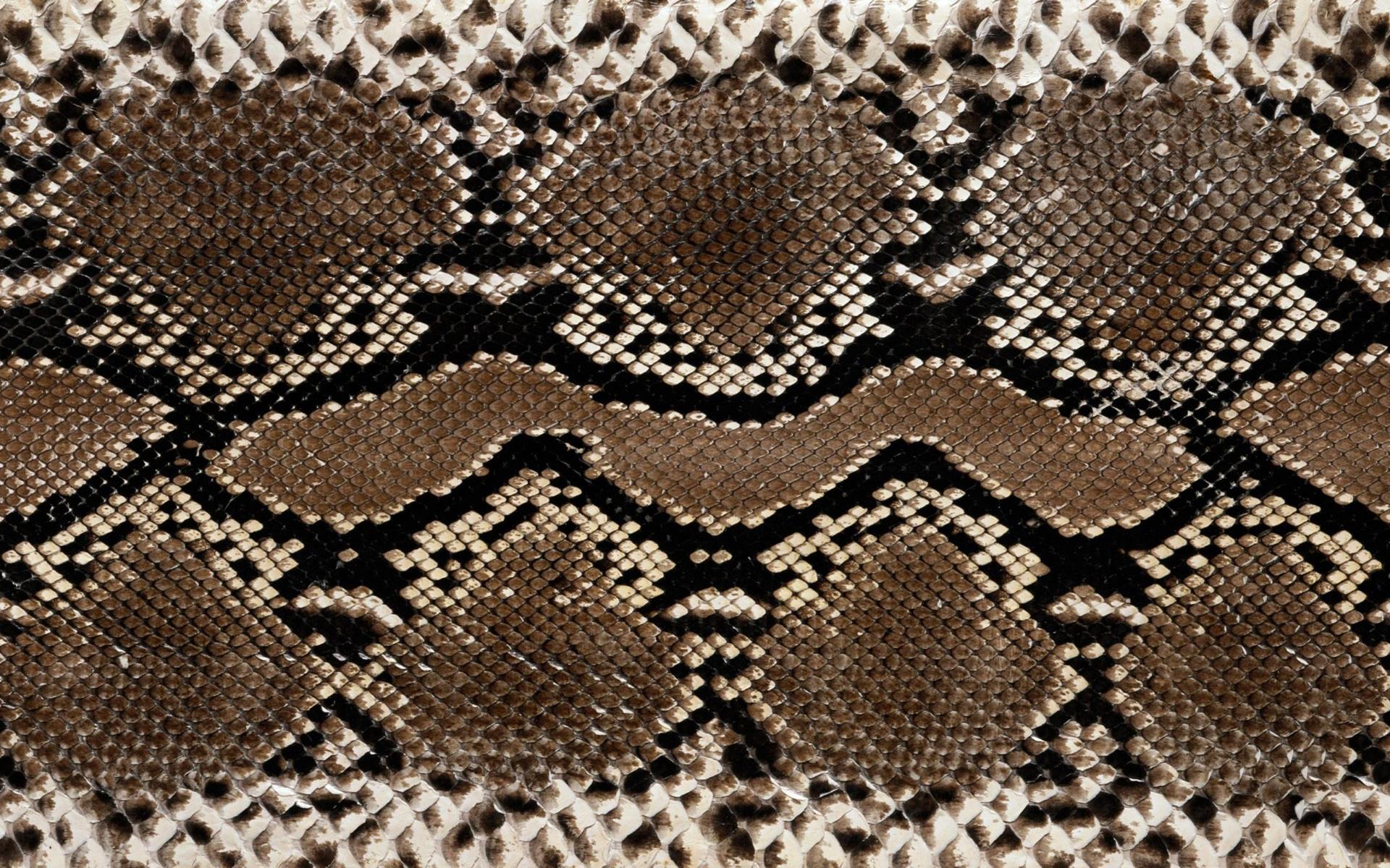 кожа змеи, скачать фон, текстура, шкура змеи, snake wallpaper