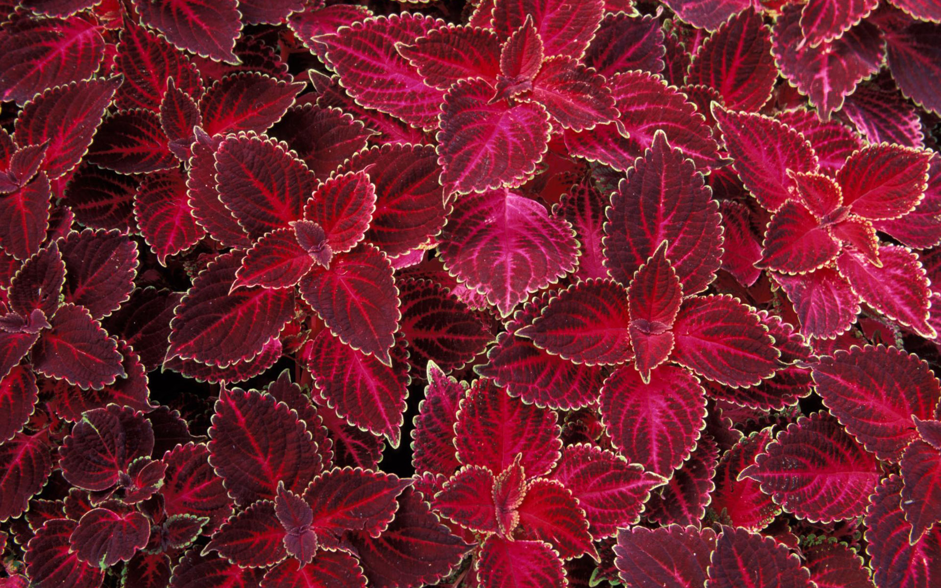 texture leaves, red foliage, download photo
