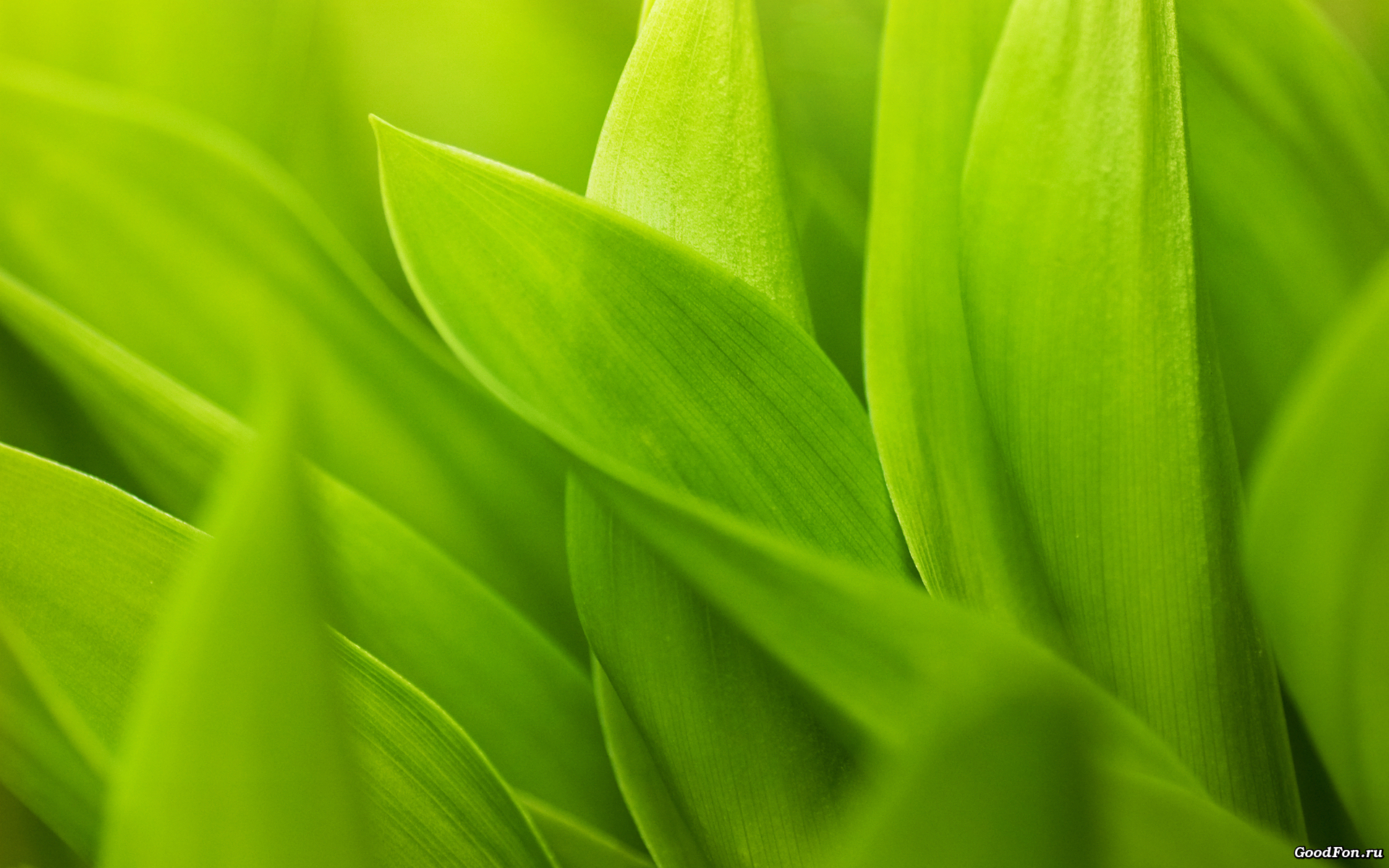 Green Leaves, Download Photo, Background, Texture