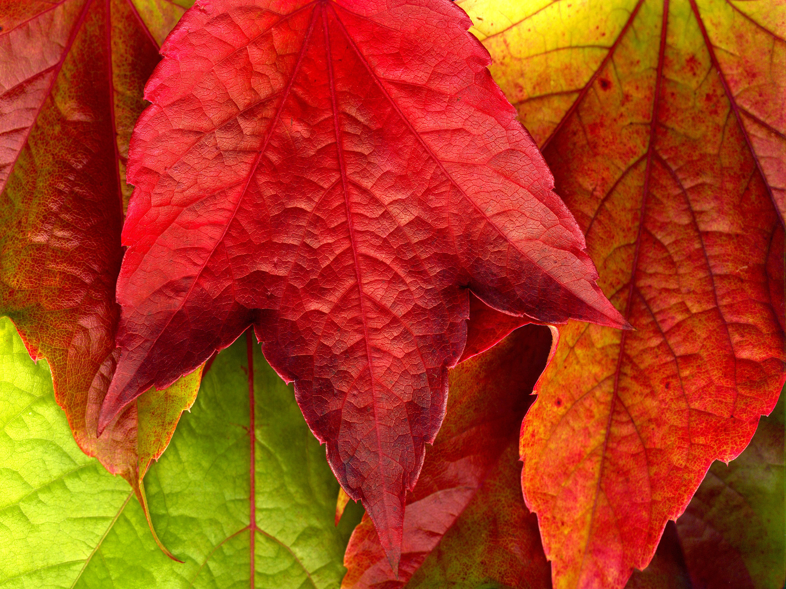 Листья текстура, фон листьев, скачать фото фон листья