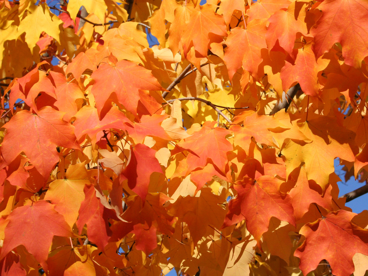texture autumn leaves, autumn, foliage, download photo, leaves texture