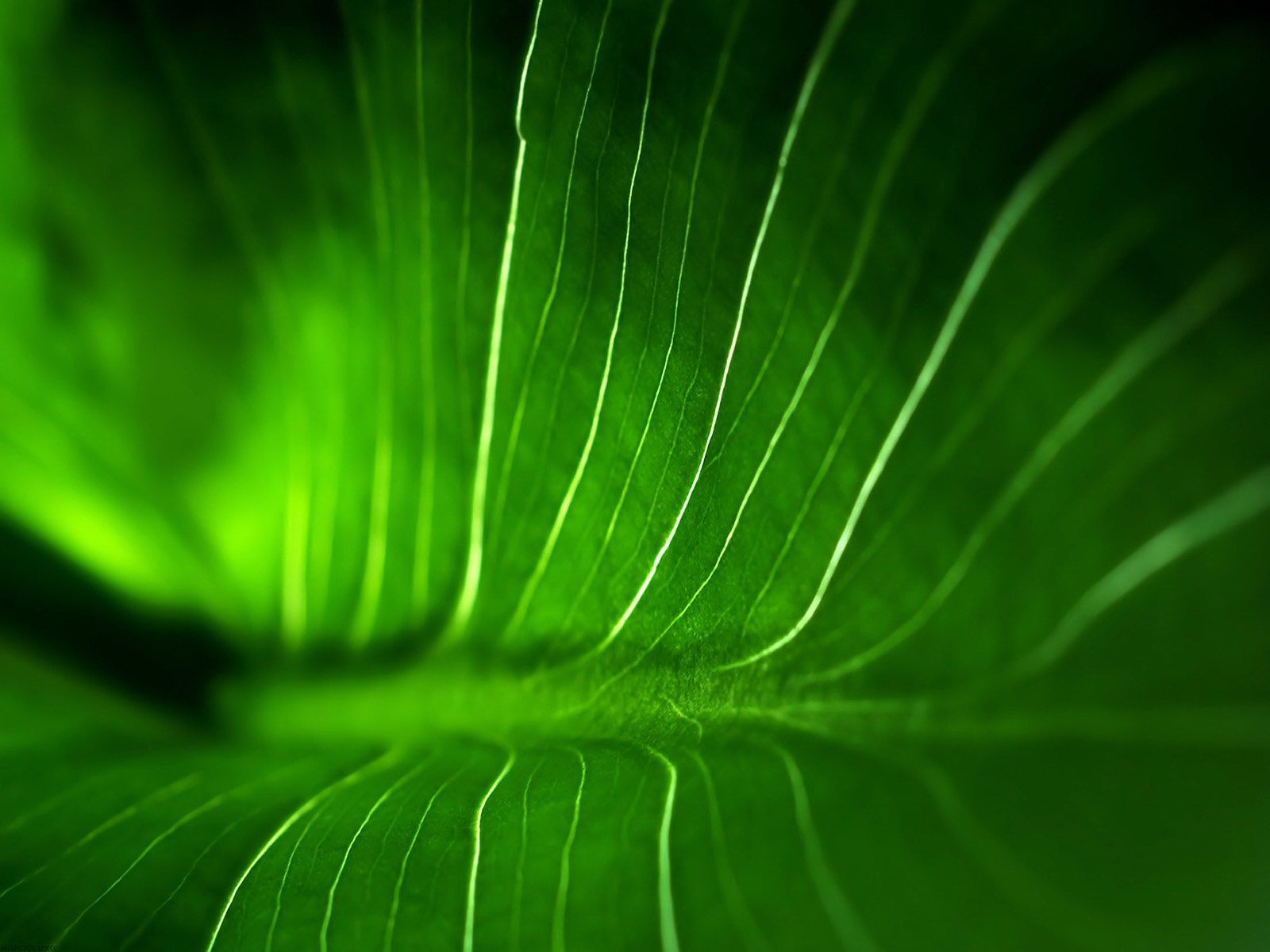 green leaf, download photo, texture, green leave texture, background