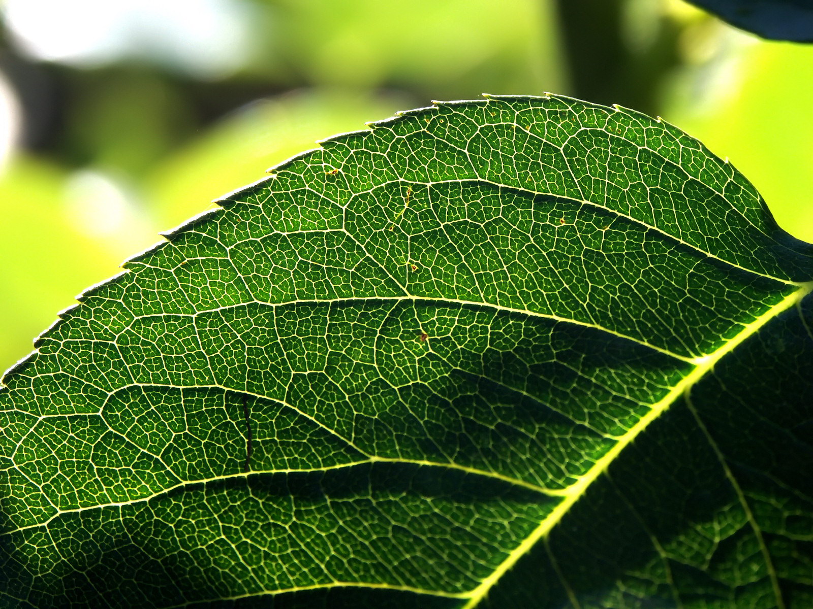 green leaf, download photo, texture, green leave texture, background