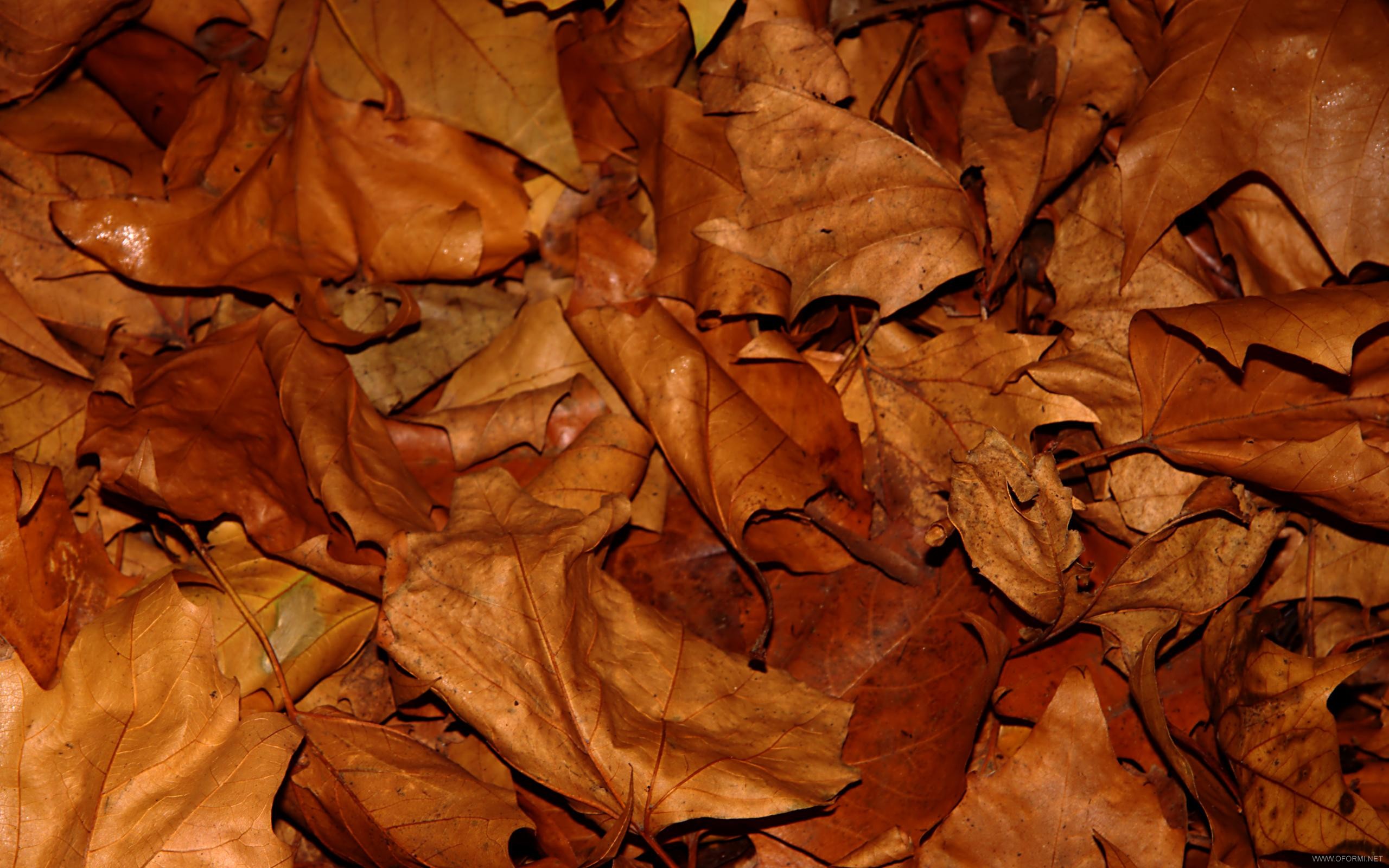Желтый листья текстура, фон листья осенние