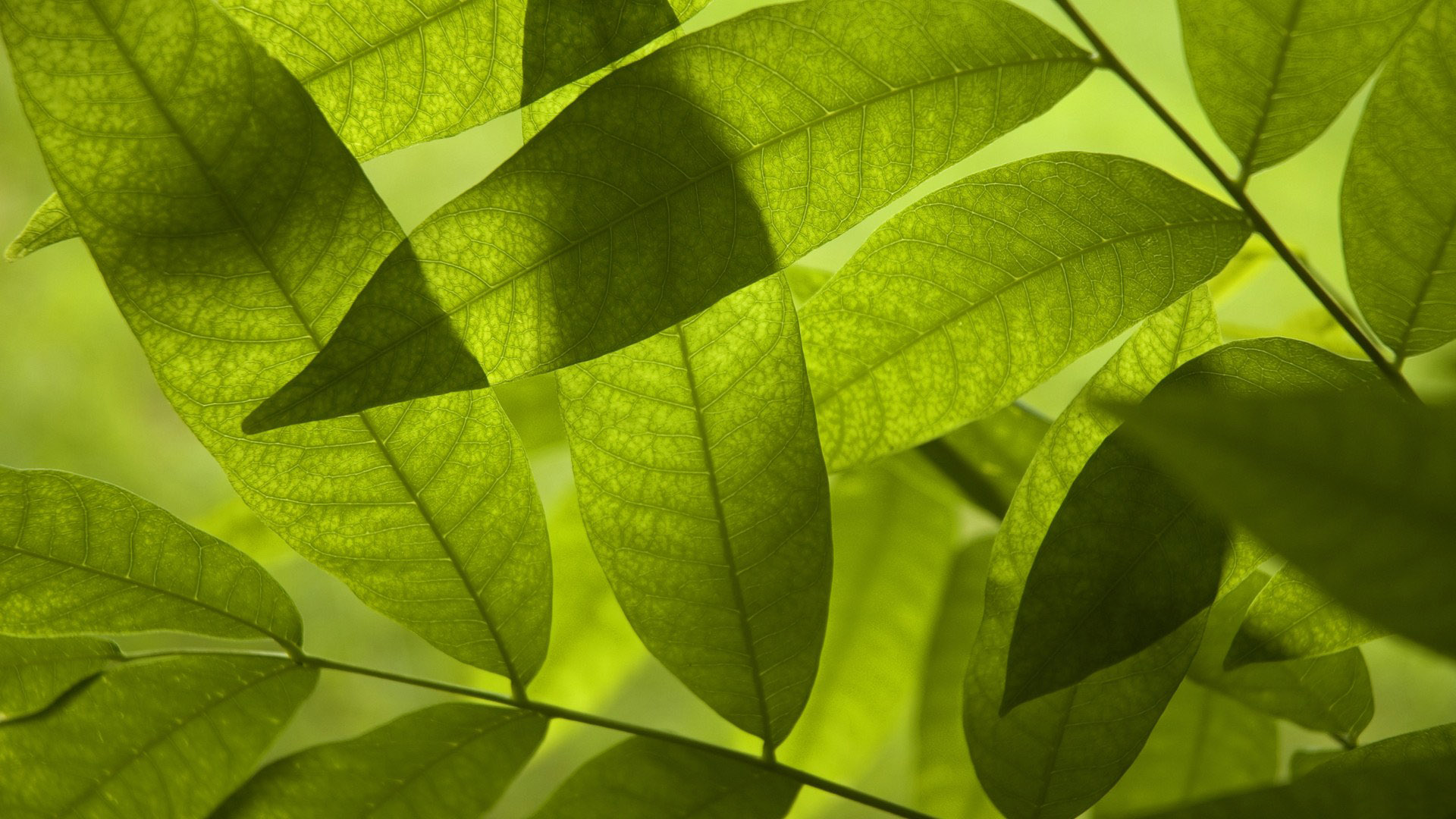 green leaves, download photo, texture, background