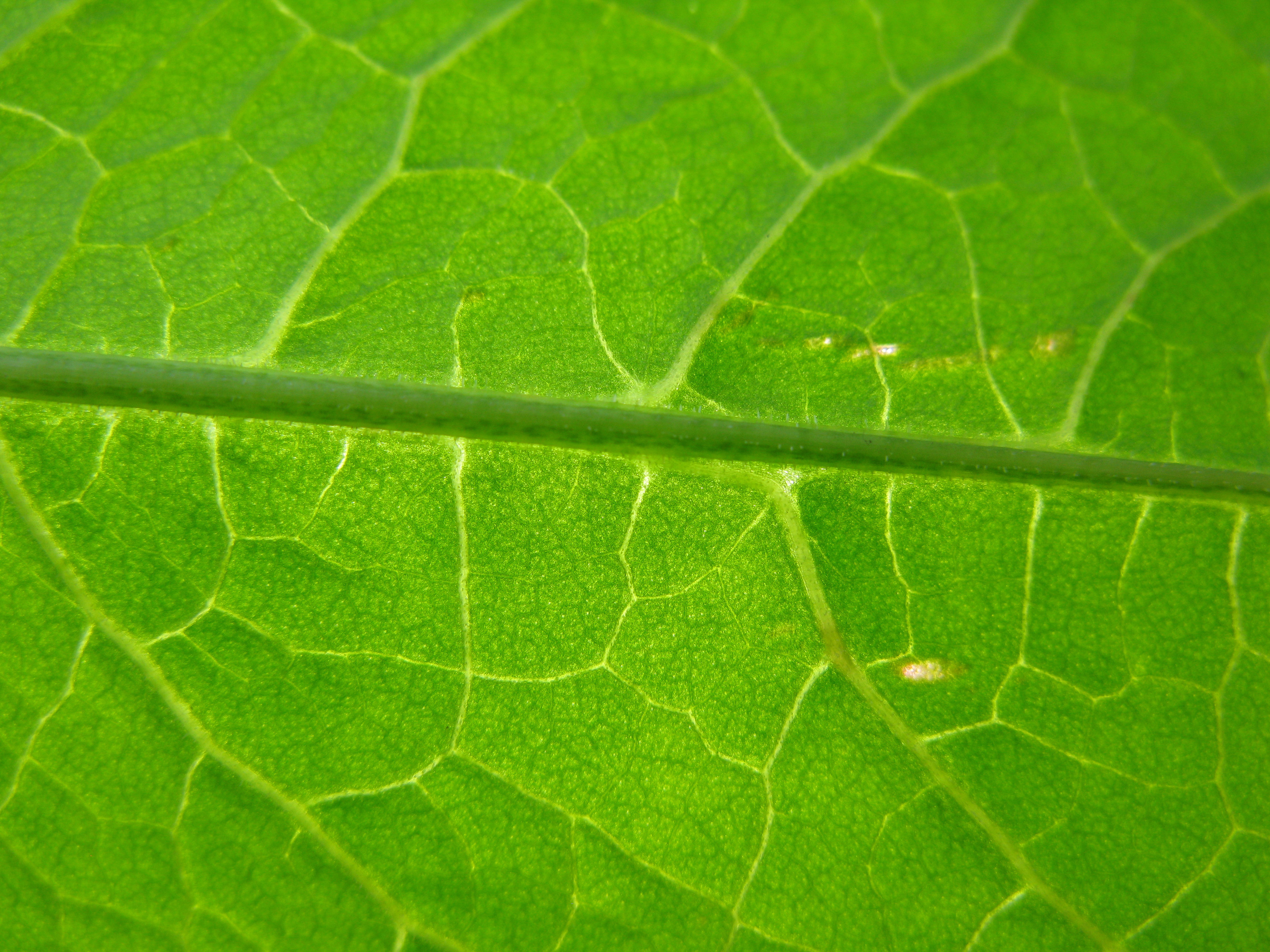 leaf texture background image