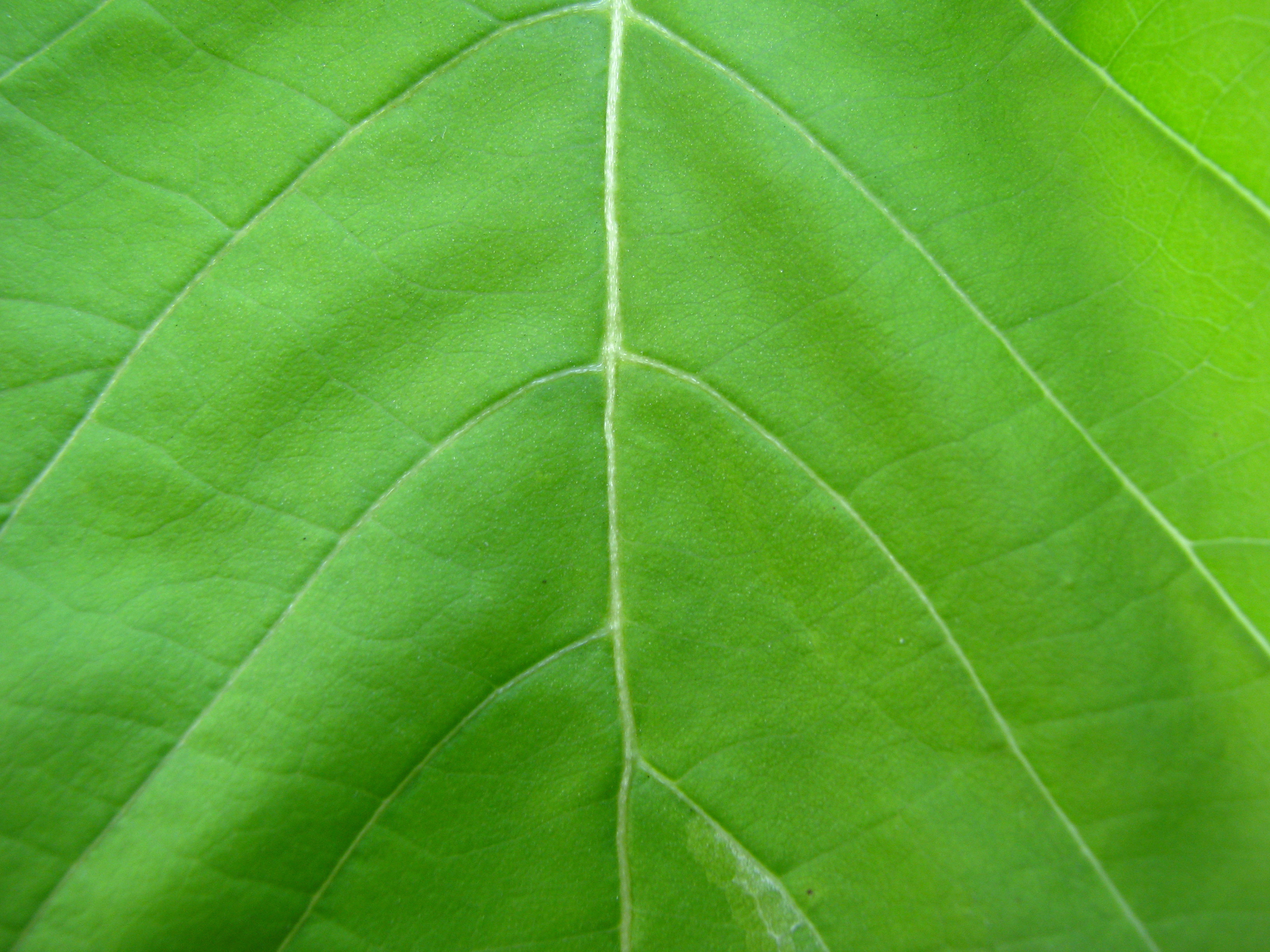 Листья текстура, фон листьев, скачать фото фон листья