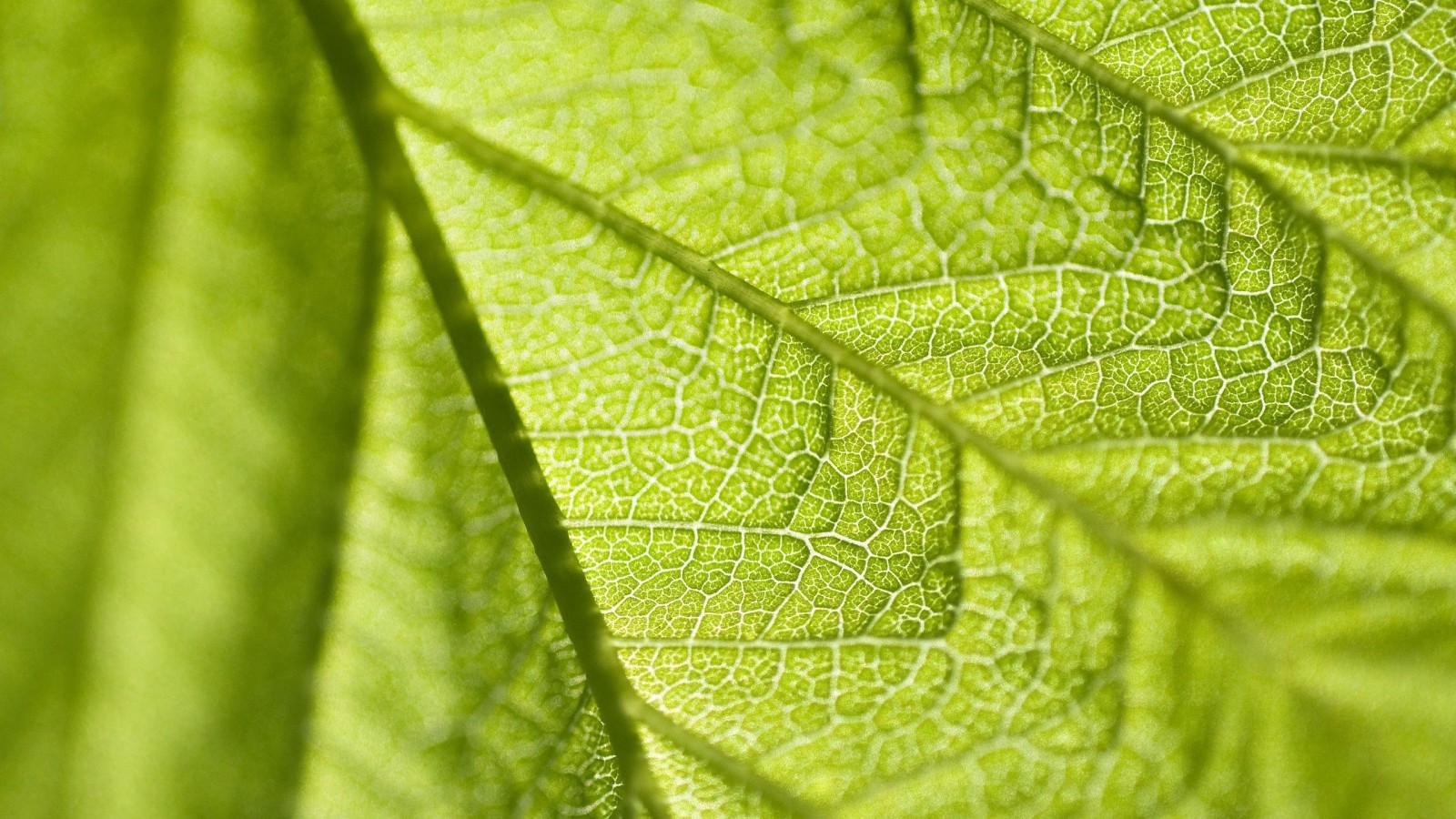 leaf texture background image