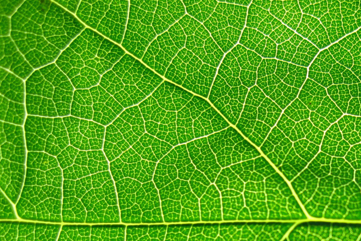 leaf texture background image