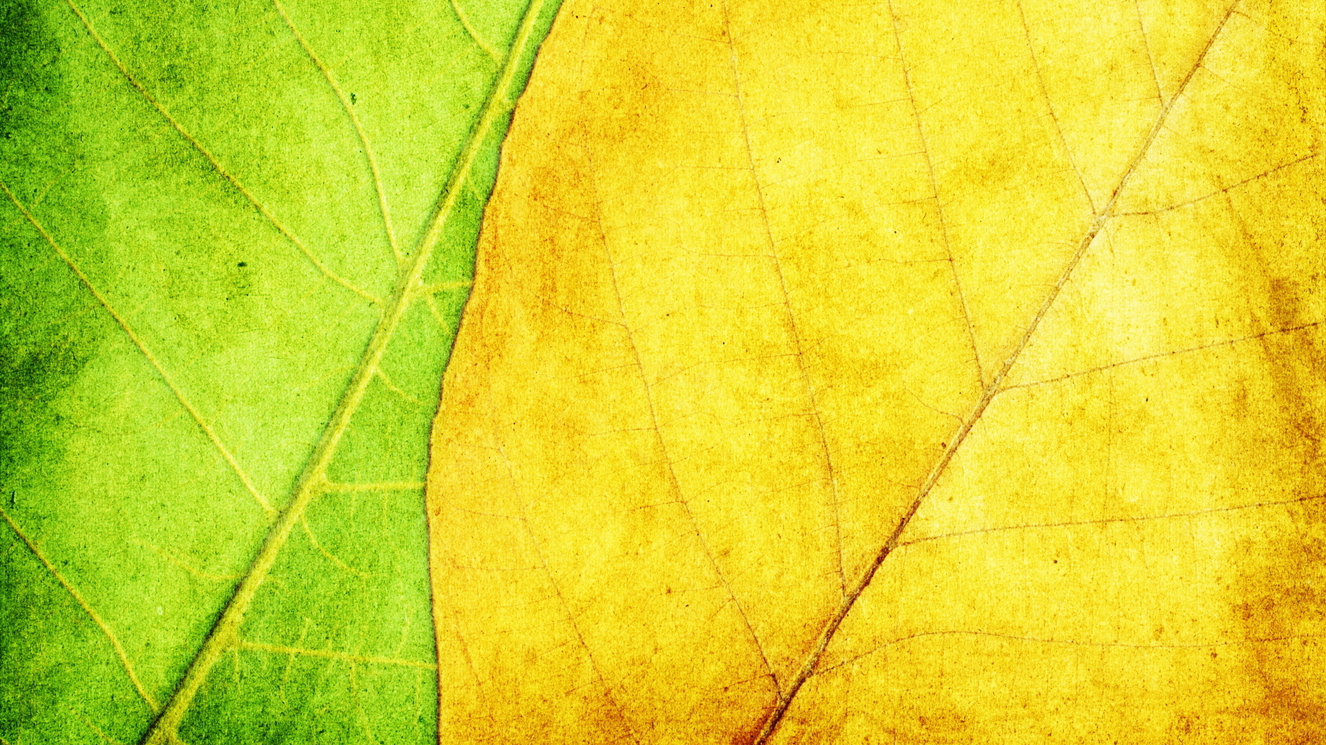 green and yellow leaf texture background image