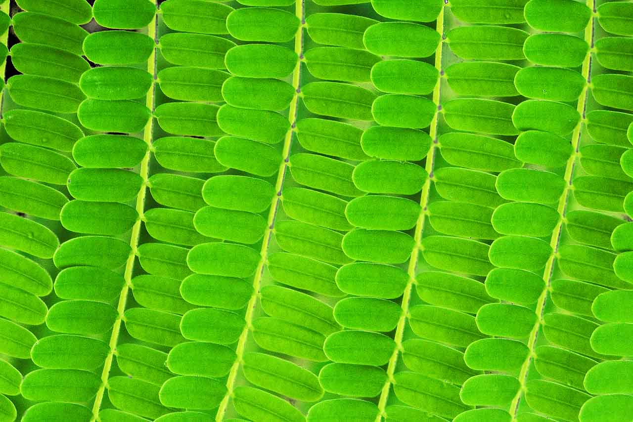 green leaves texture background image