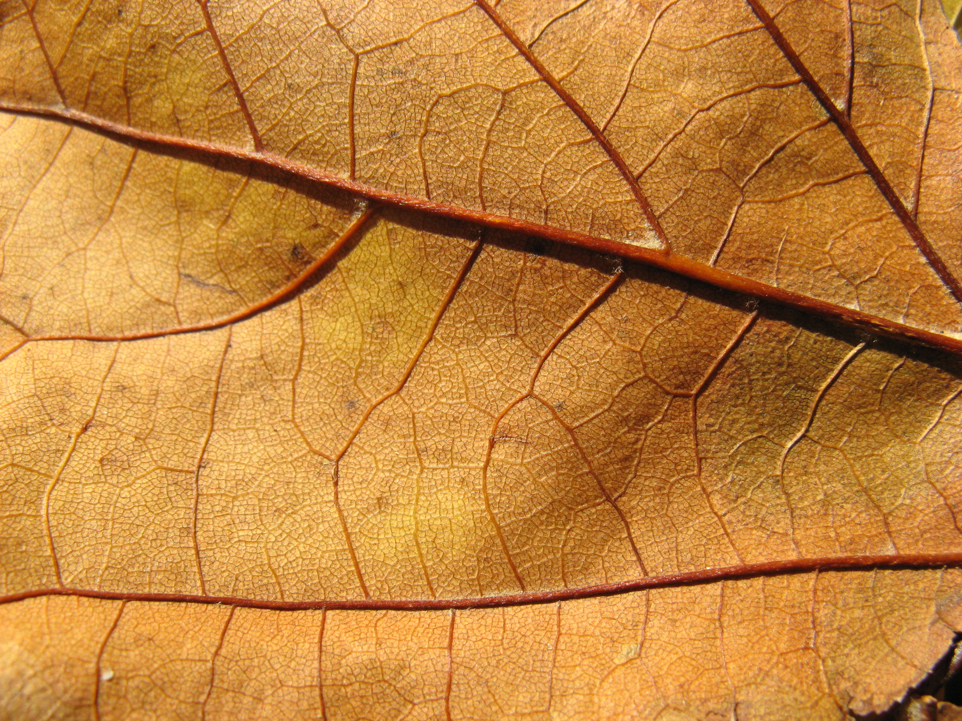 autumn leaf texture background image