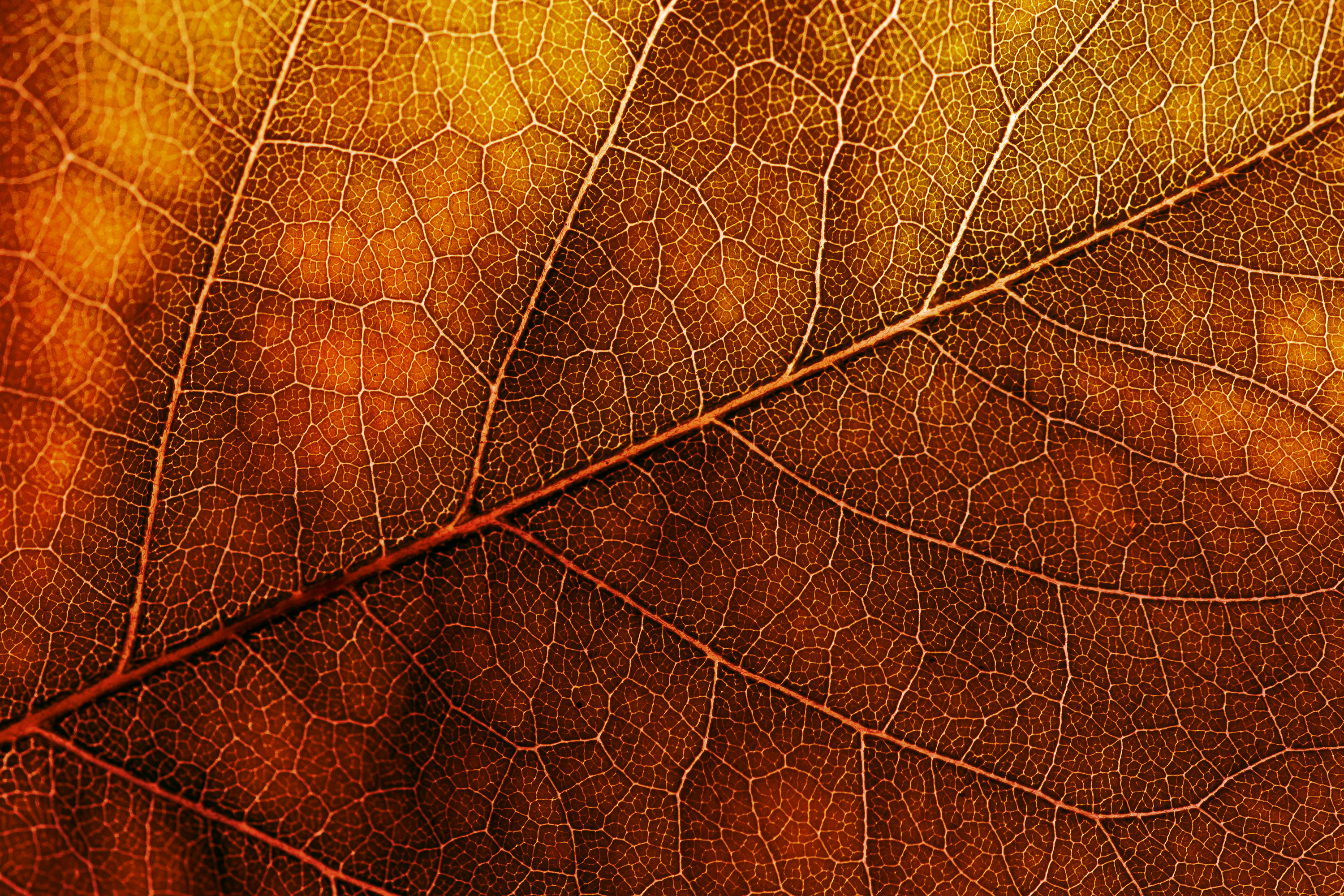 autumn leaf texture background image