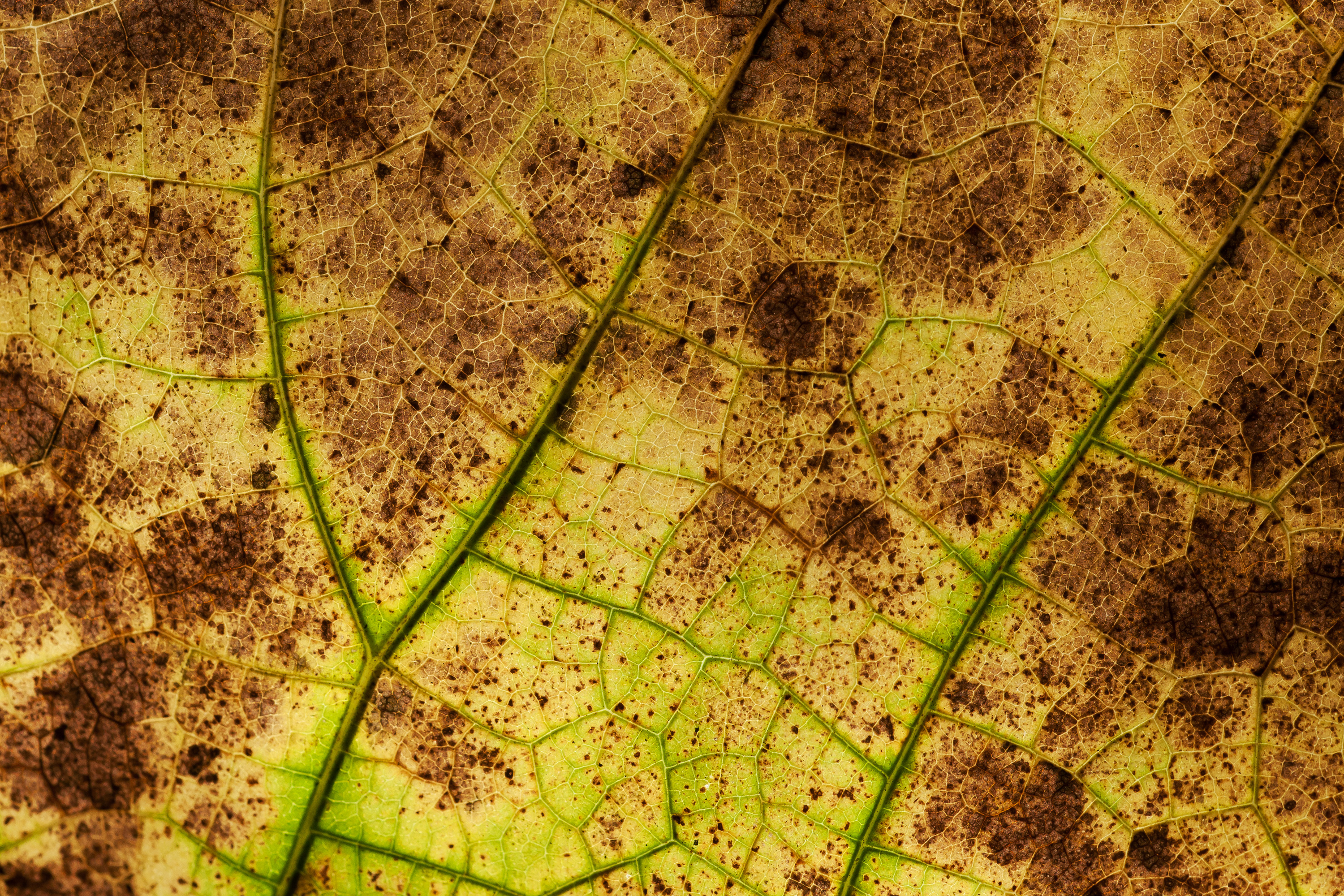 autumn leaf texture background image