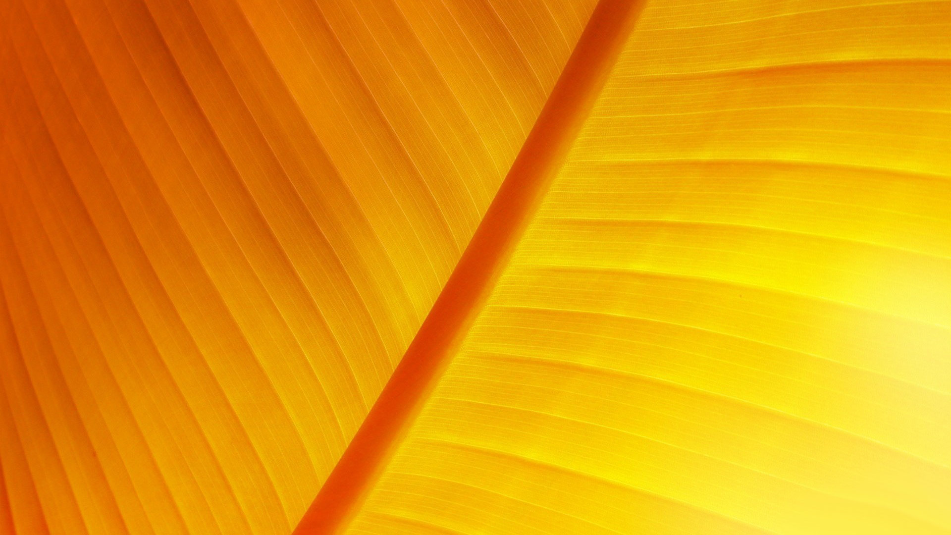 Желтый лист текстура, фон лист осенний