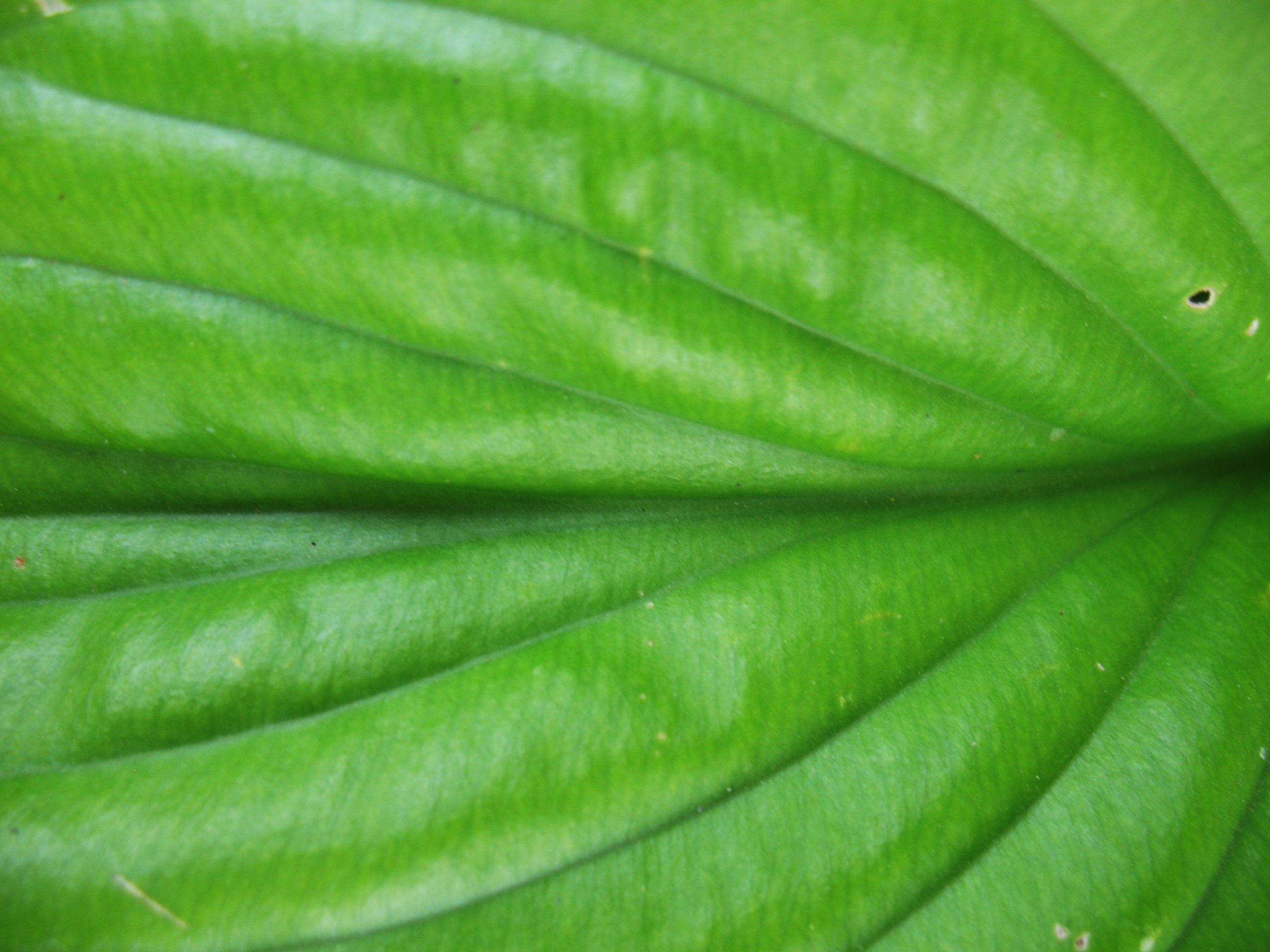 Растение фон, текстура зеленого растения скачать