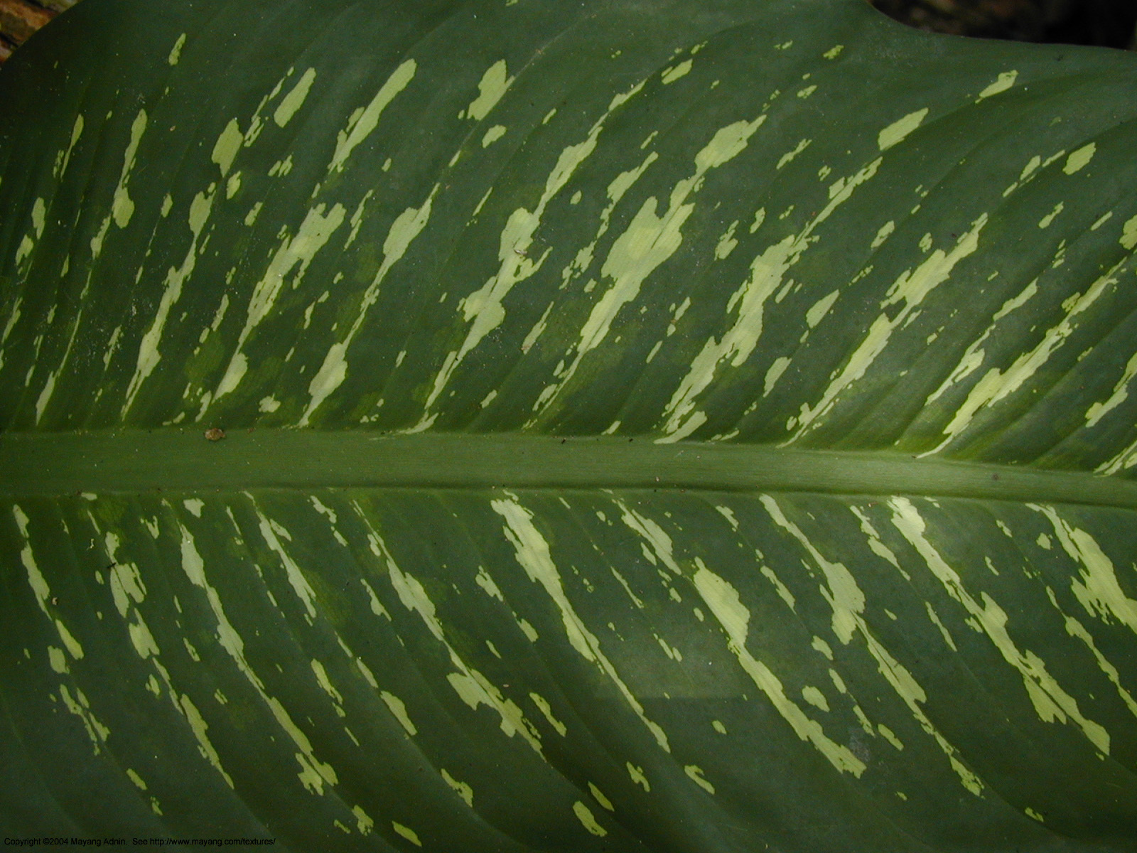 Green plants texture background