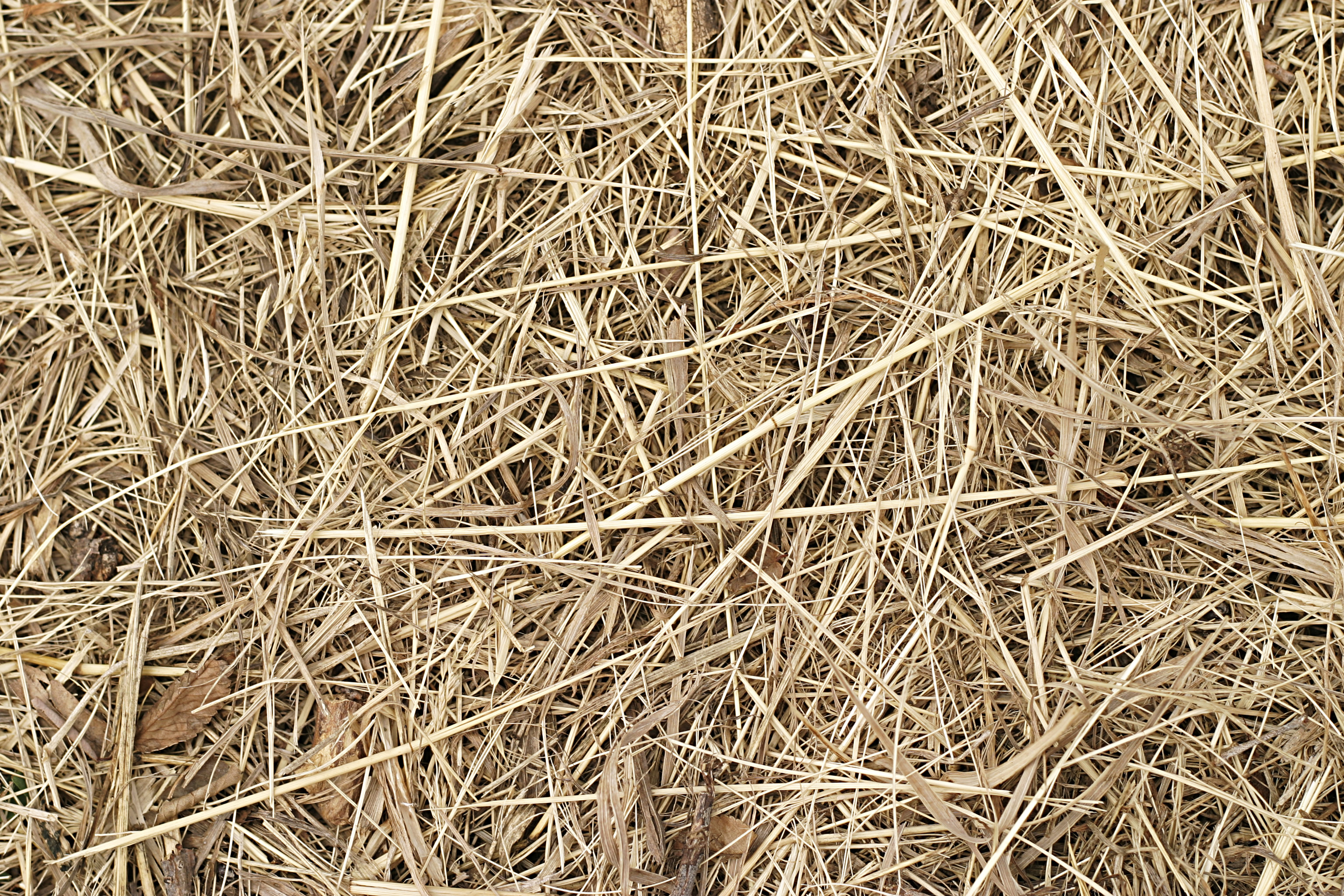 текстура соломы, скачать фото, фон, straw texture background